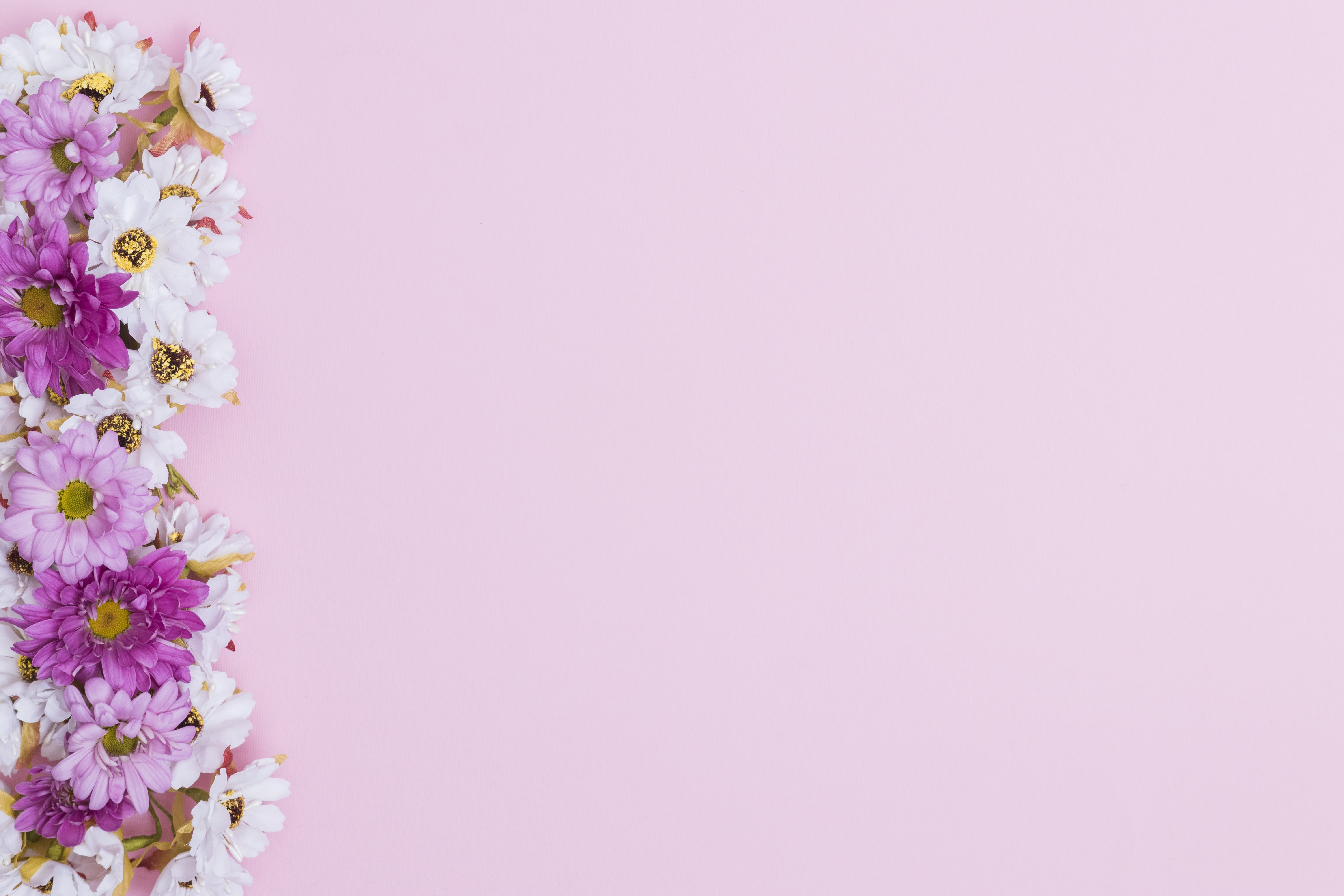 pink background, flowers, 5K, chrysanthemum, HD Wallpaper