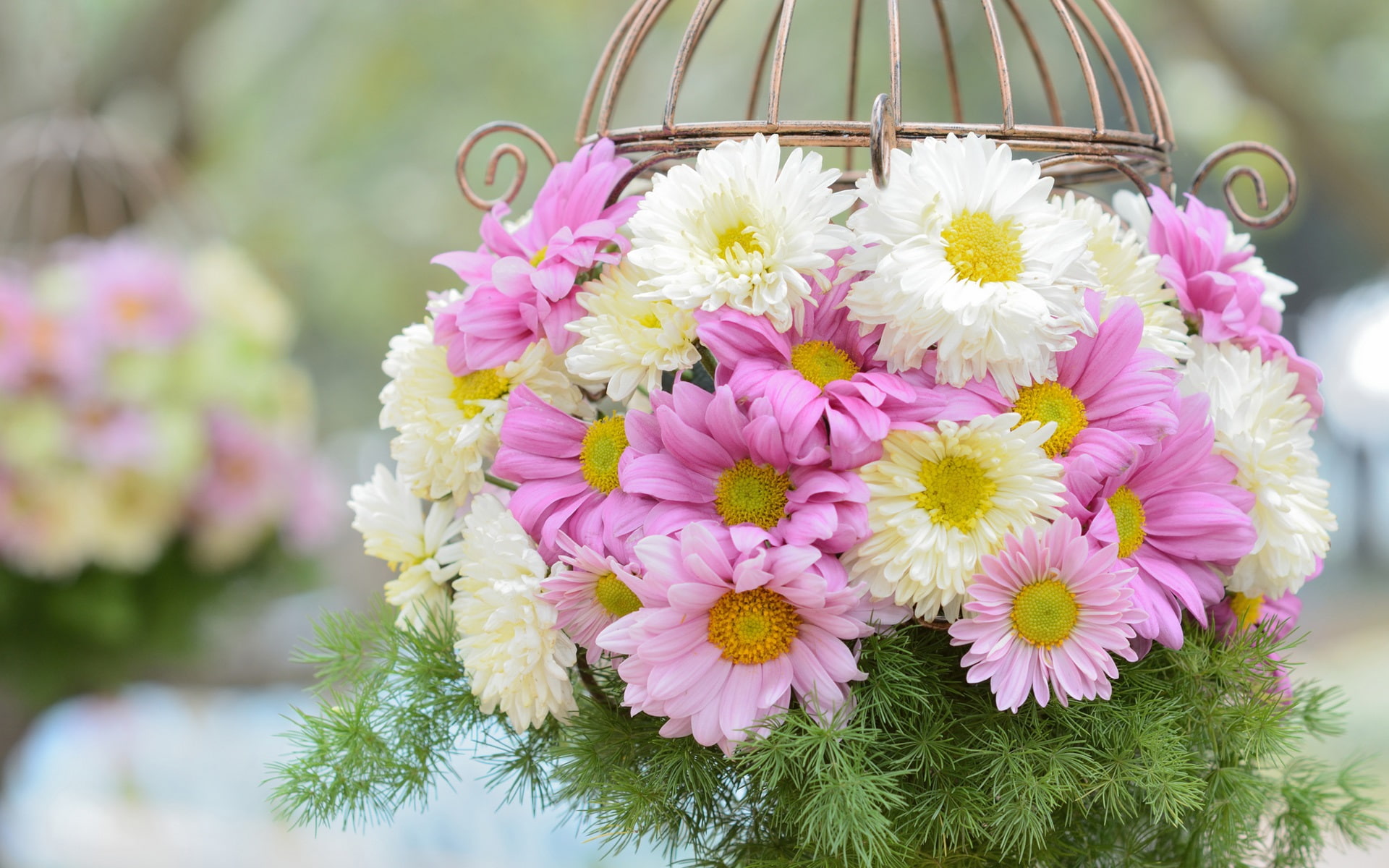 Pink, Flowers, Basket, Chrysanthemum, 1080P, White, HD Wallpaper