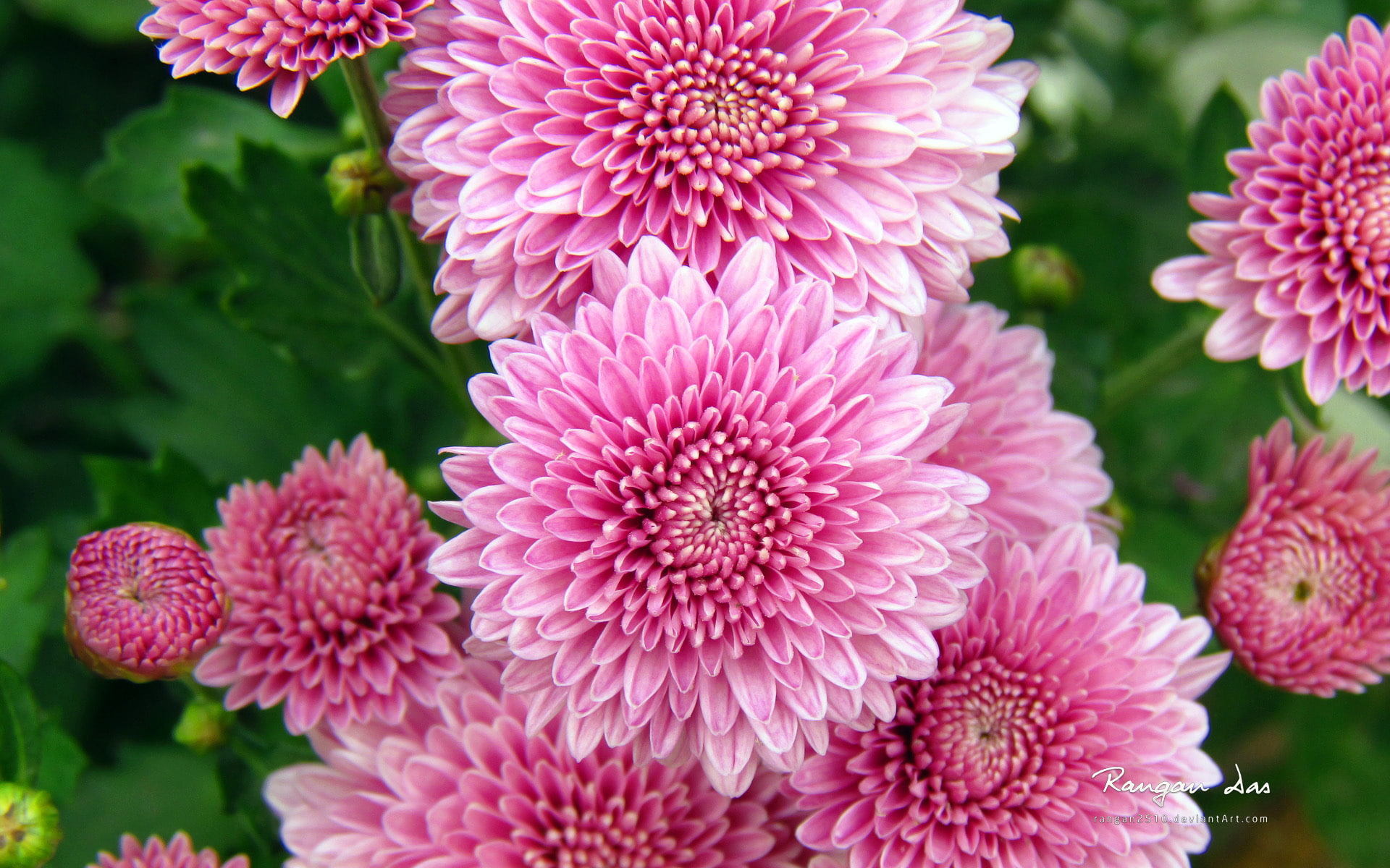 chrysanthemum, flowers, 1080P, pink, HD Wallpaper