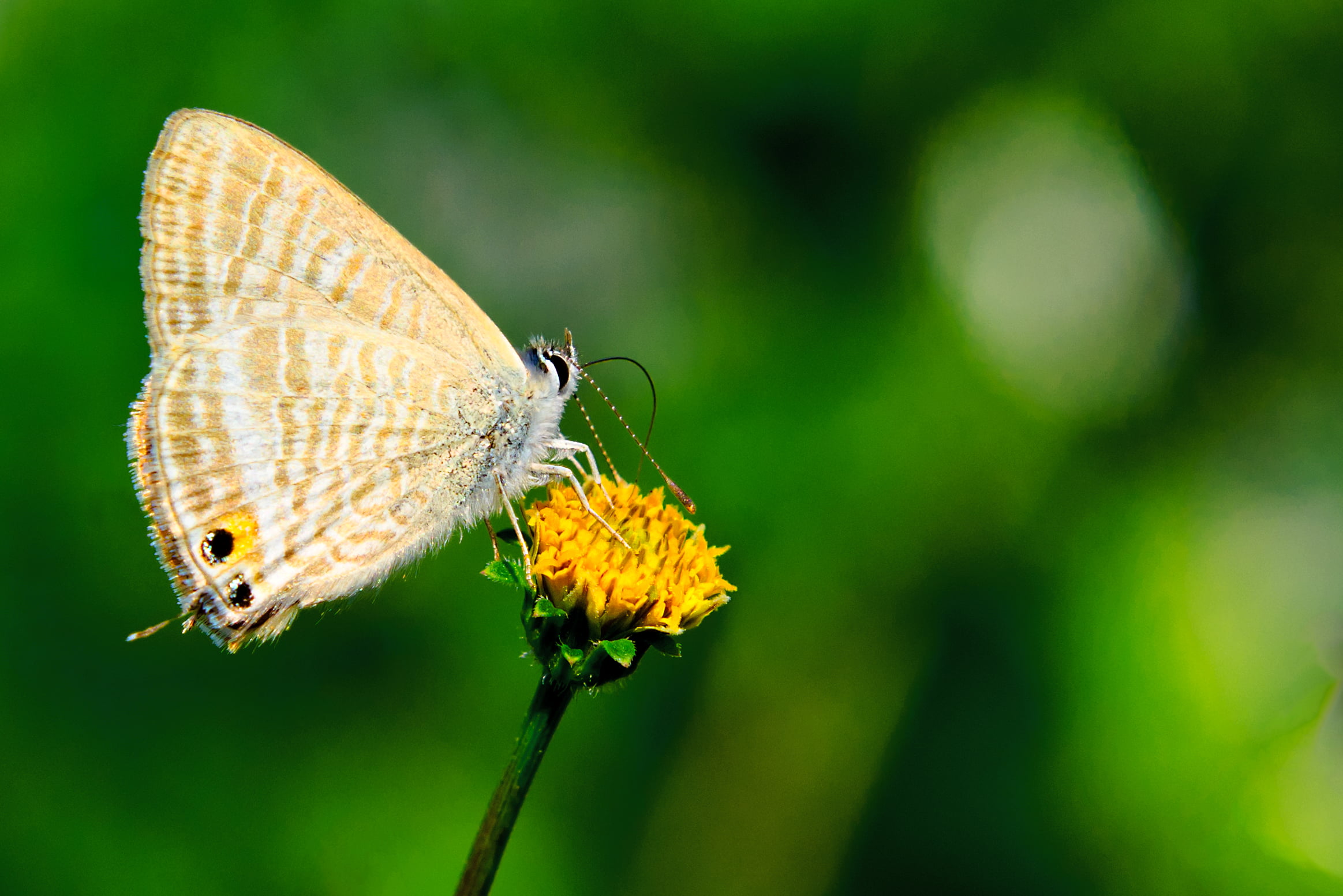 Kanagawa, Lycaenid, Nature, Yellow, Yokohama, Plant, Nikon  D7000, tailed, Long-tailed Blue, Insect, long, Flower, Outdoor, Japan, white, Bokeh, blue, 8G, HD Wallpaper