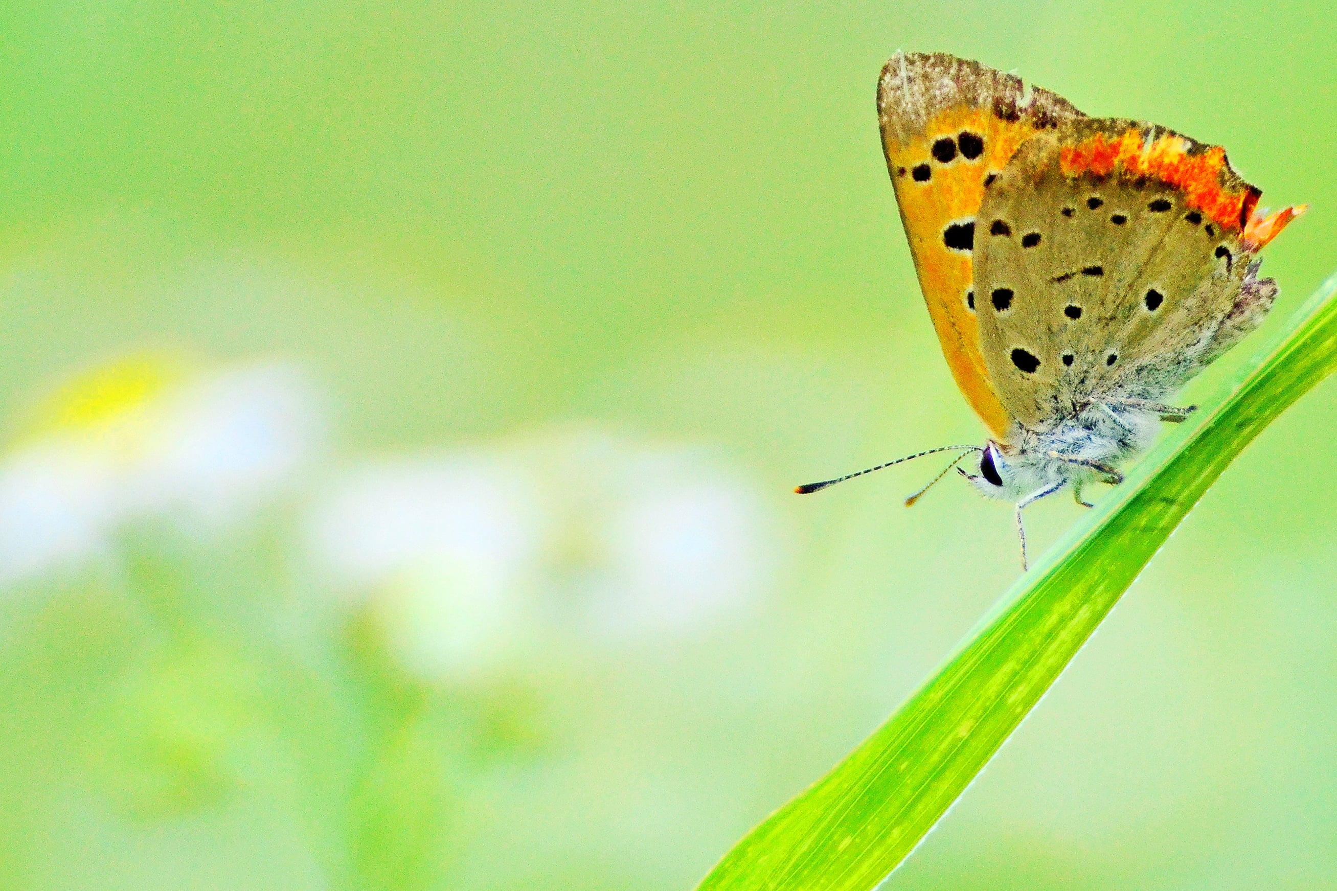 Margaret, beauty In Nature, Natural  Landscape, Small Copper, Rural, 風景, マ, Park, 自然, Daisy  Fleabane, photography, Eastern, Animals, 蝶, butterfly - Insect, HD Wallpaper