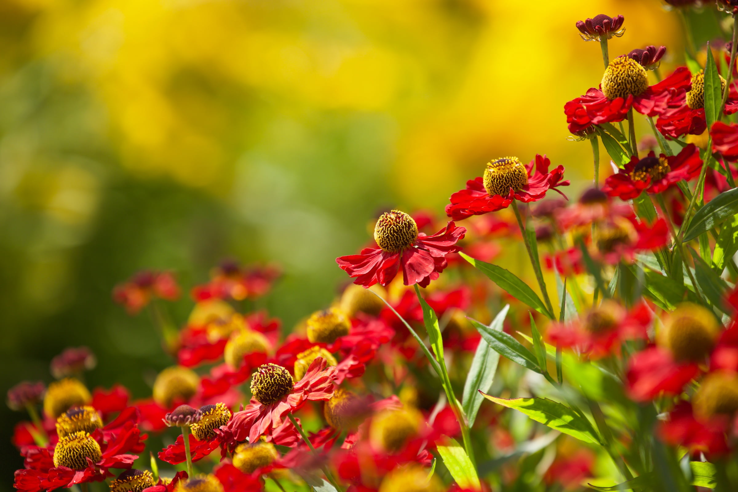 freshness, insect, animal themes, plants, petal, selective focus, day, red, colorful, animal wildlife, close-up, 1080P, fragility, beauty in nature, flowers, HD Wallpaper