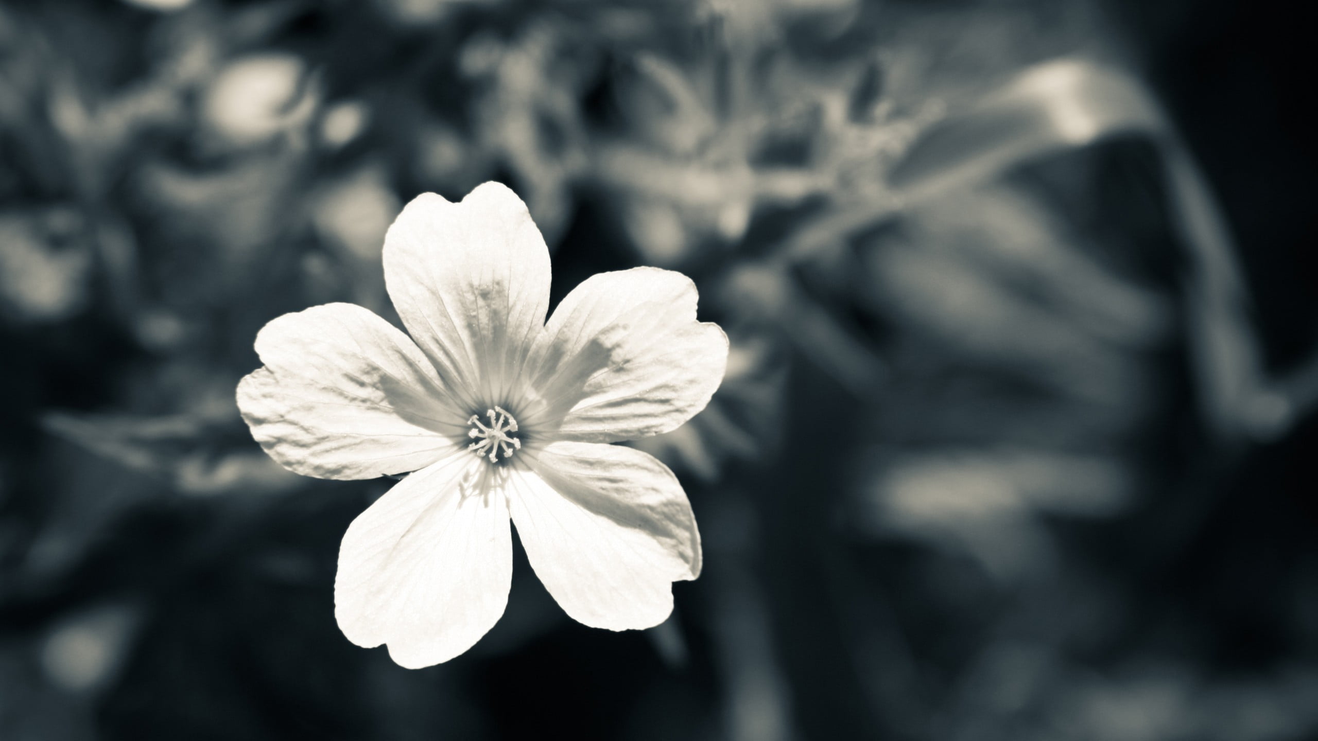 vulnerability, blue, outdoors, monochrome, photography, flowering plant, botany, beauty In Nature, white, no People, backgrounds, petal, single Flower, HD Wallpaper