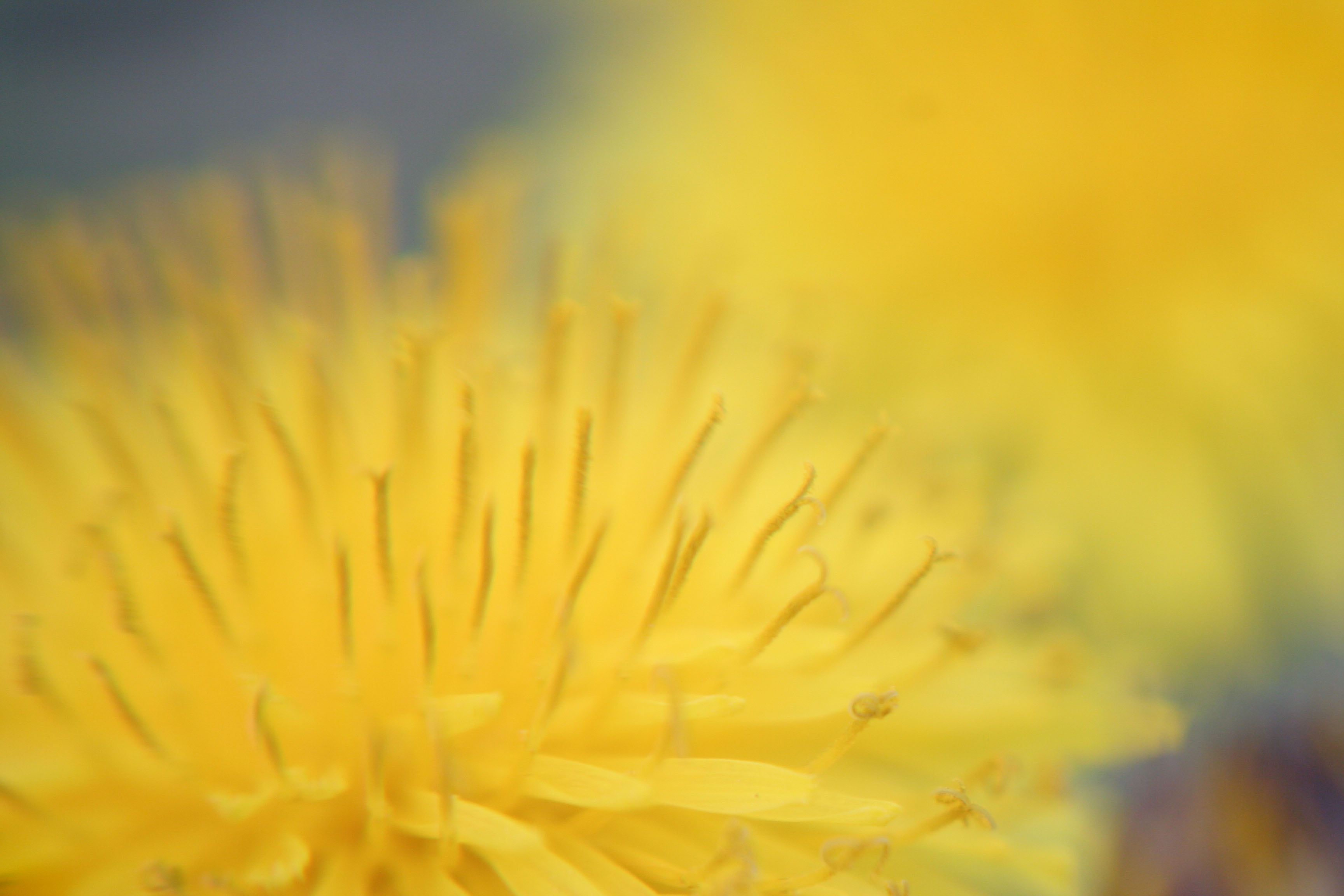 Lensbaby, petal, beauty In Nature, close-up, flower Head, yellow, plant, Sunshine, Macro, 2K, summer, nature, Flower, HD Wallpaper