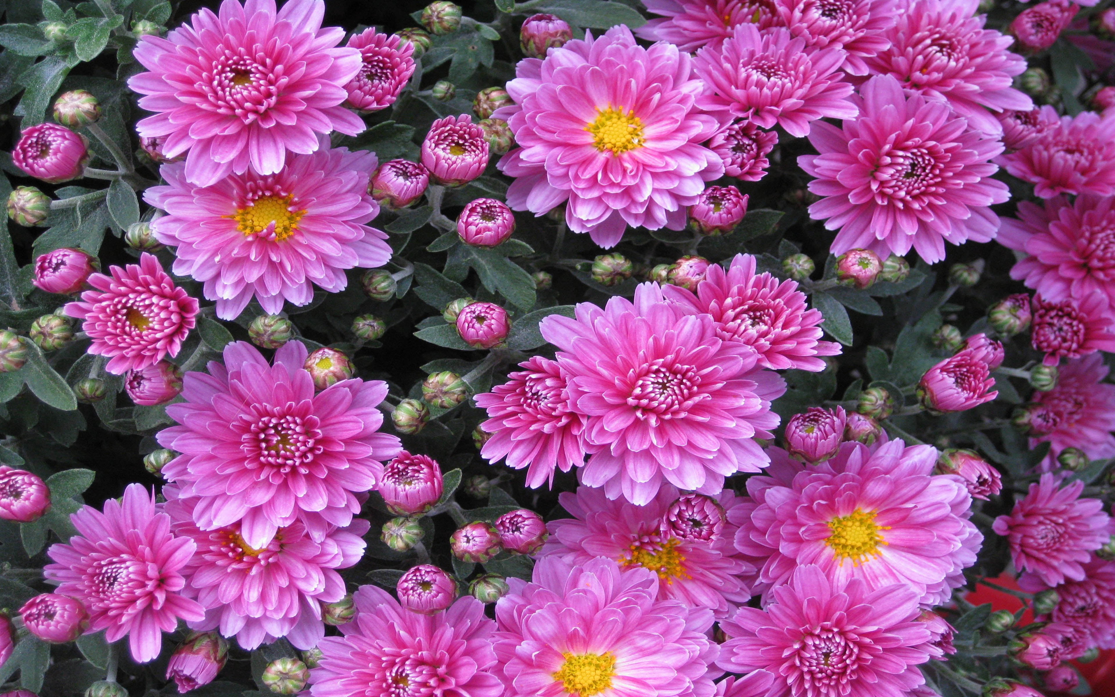 hd, beauty in nature, aster, close-up, vulnerability, full frame, inflorescence, bunch of flowers, fragility, high angle view, pink, flowering plant, day, HD Wallpaper