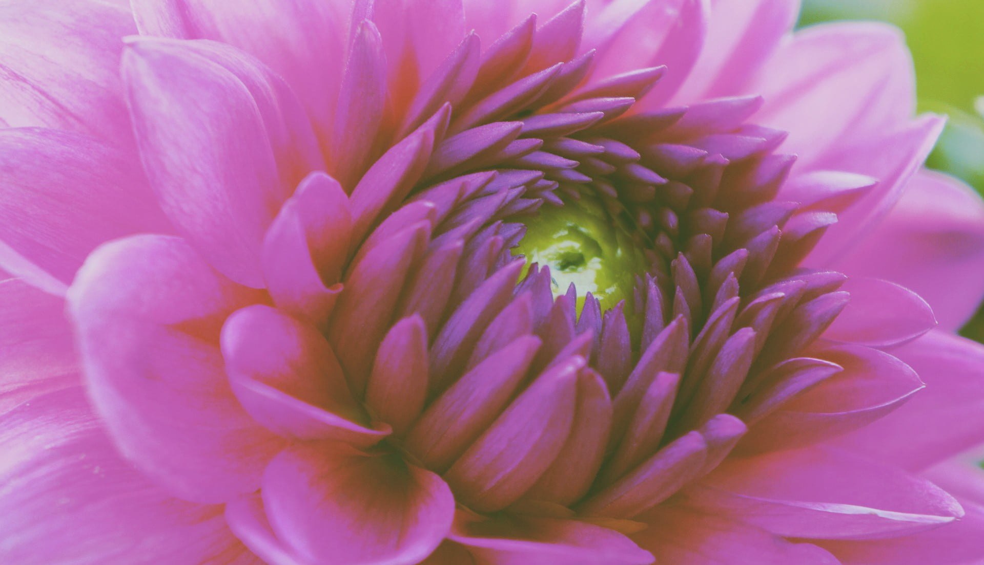 plant, soft focus, no people, 1080P, colorful, close-up, springtime, flowers, day, purple, inflorescence, dahlia, fragility, growth, chrysanthemum, nature, HD Wallpaper