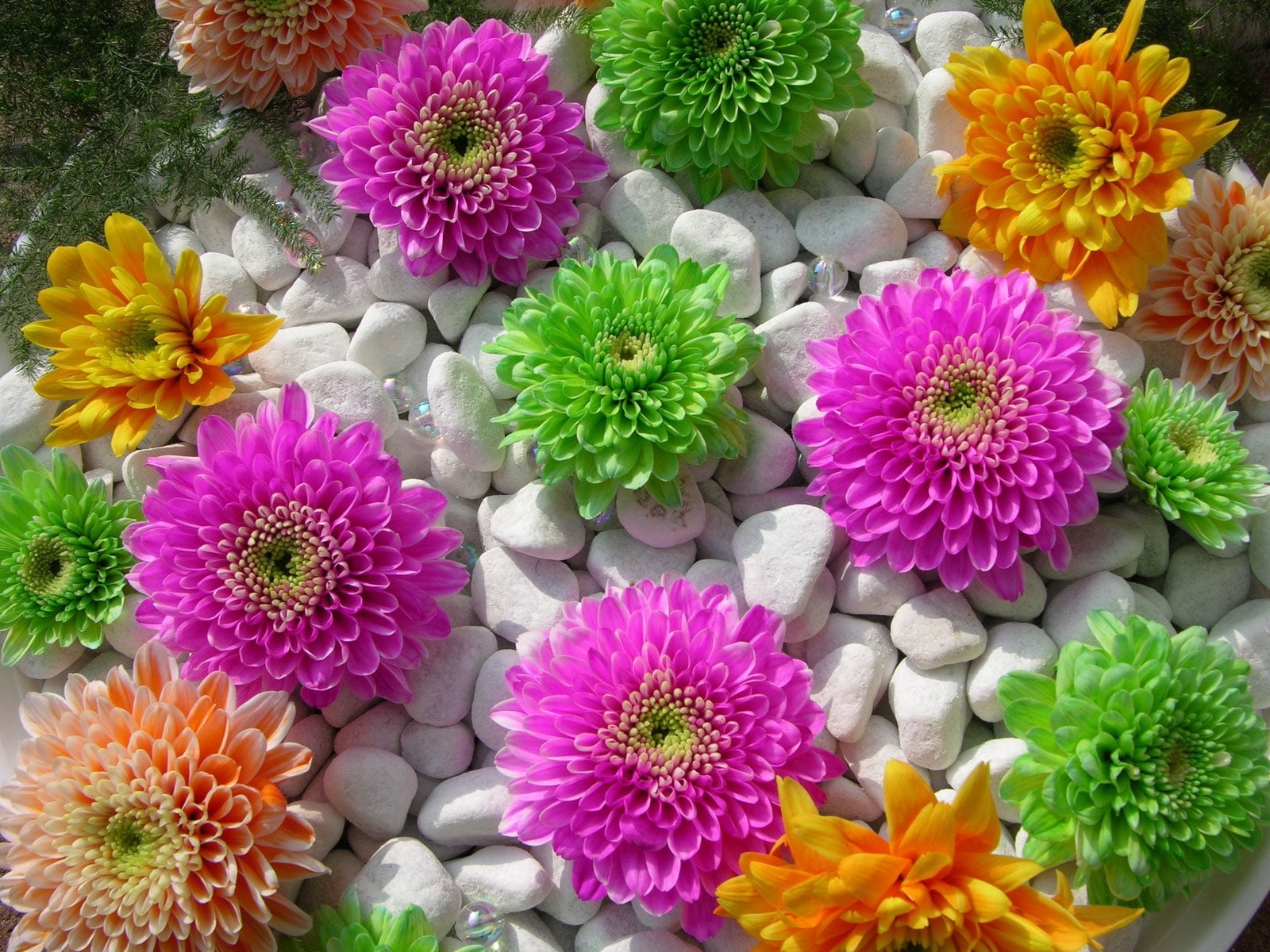 pink, 720P, beauty In Nature, pattern, springtime, green Color, gerbera Daisy, nature, purple, composition, flower Head, pink Color, inflorescence, green, HD Wallpaper