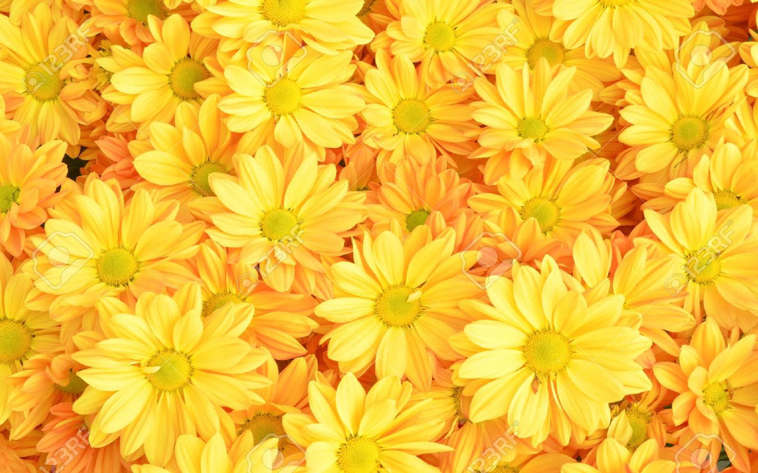 2K, background, yellow, chrysanthemum, flowers, HD Wallpaper