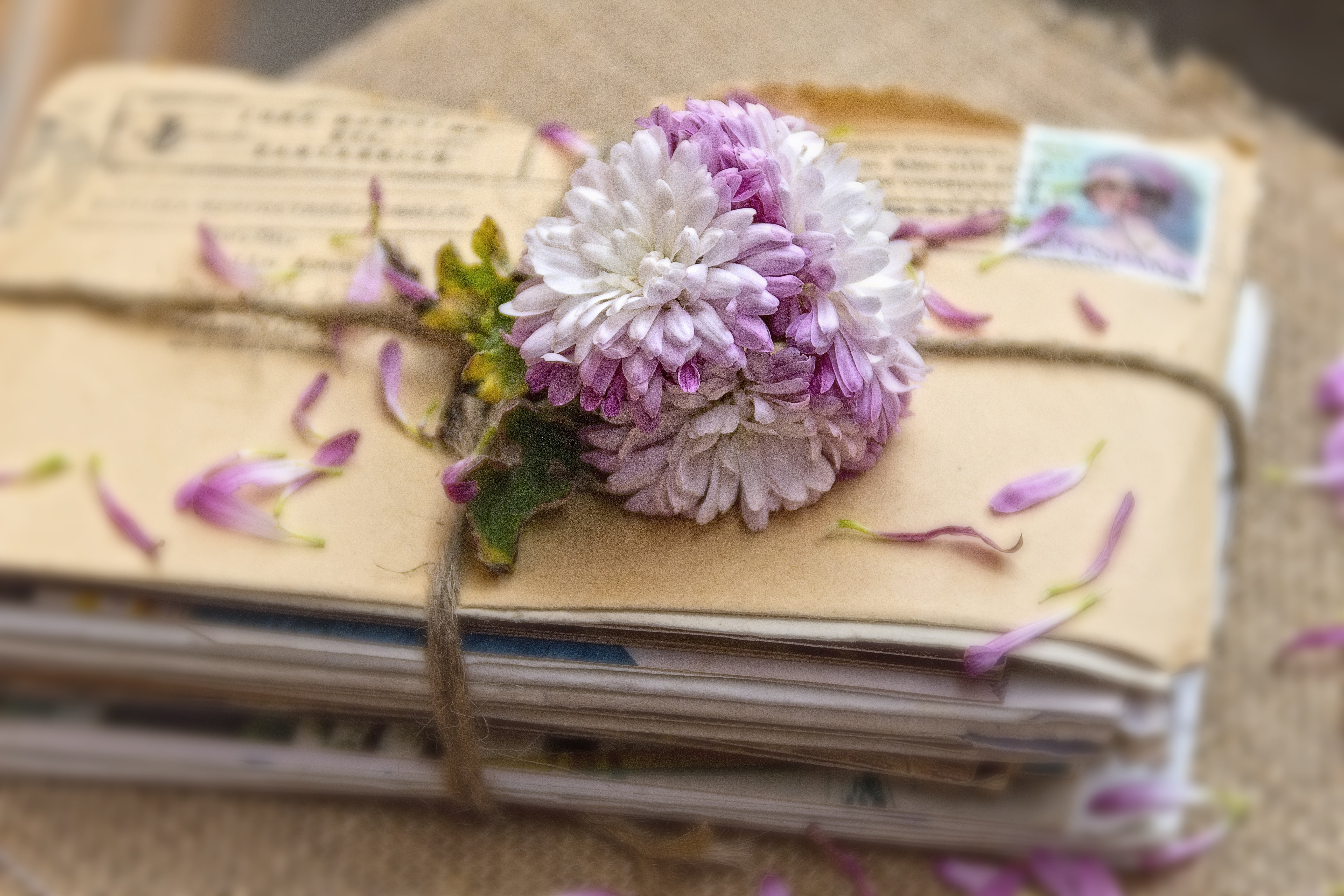 flower head, inflorescence, vintage, beauty in nature, petal, plant, no people, memories, publication, wood - material, chrysanthemums, fragility, envelopes, HD Wallpaper