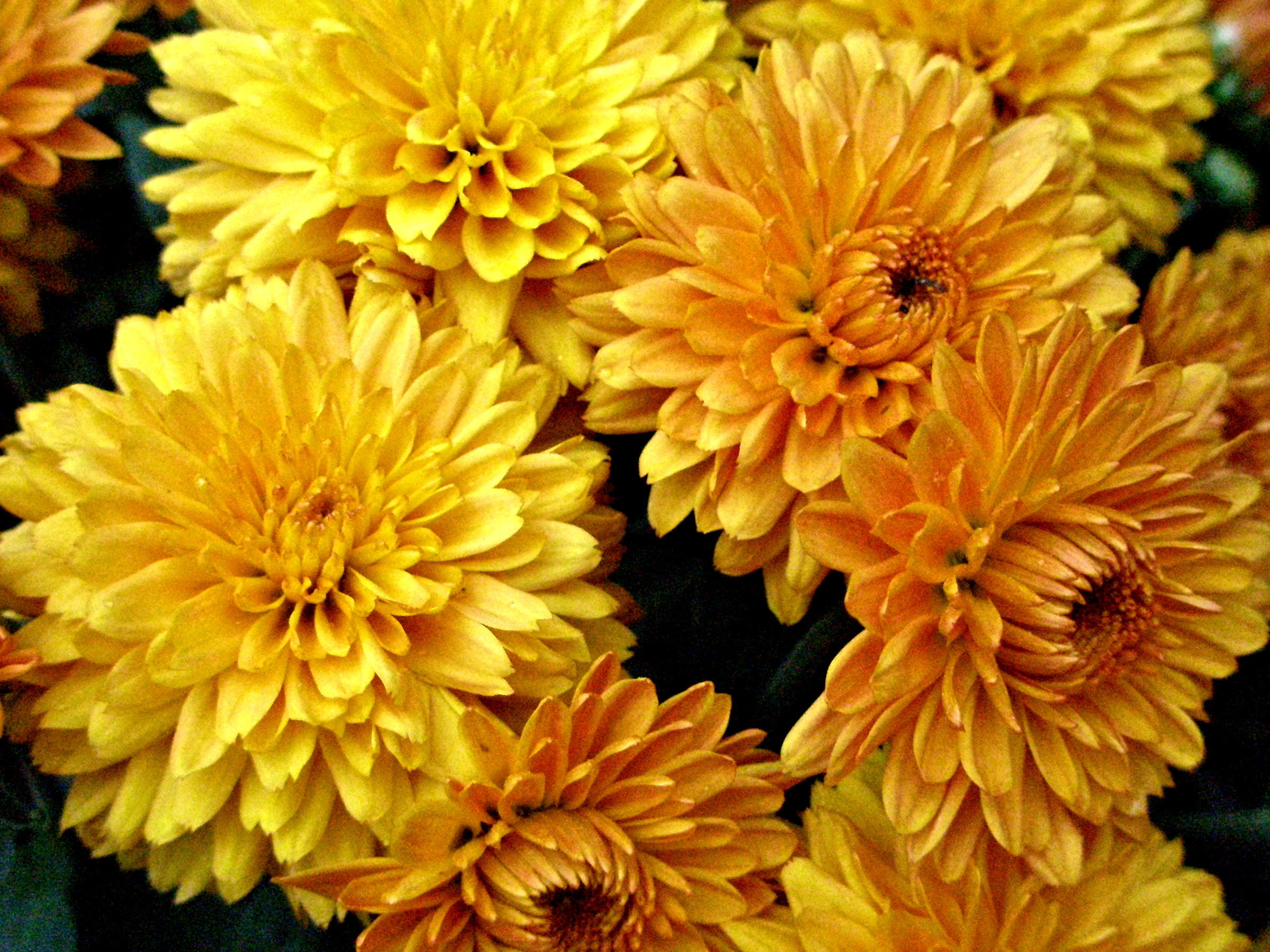 dahlia, vulnerability, flowering plant, outdoors, pollen, mum, chrysanthemum, flower head, yellow, blossom, petal, gold, inflorescence, nature, close-up, HD Wallpaper