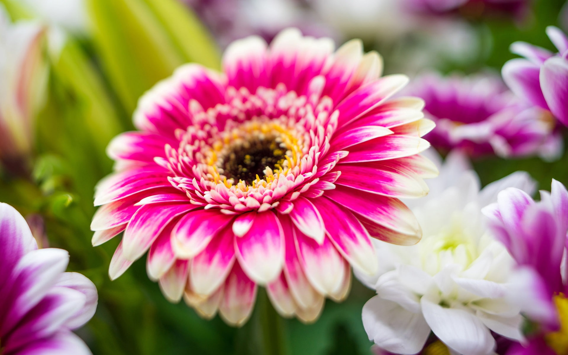 Chrysanthemum, Flowers, White, 1080P, Pink, Macro, Petals, HD Wallpaper