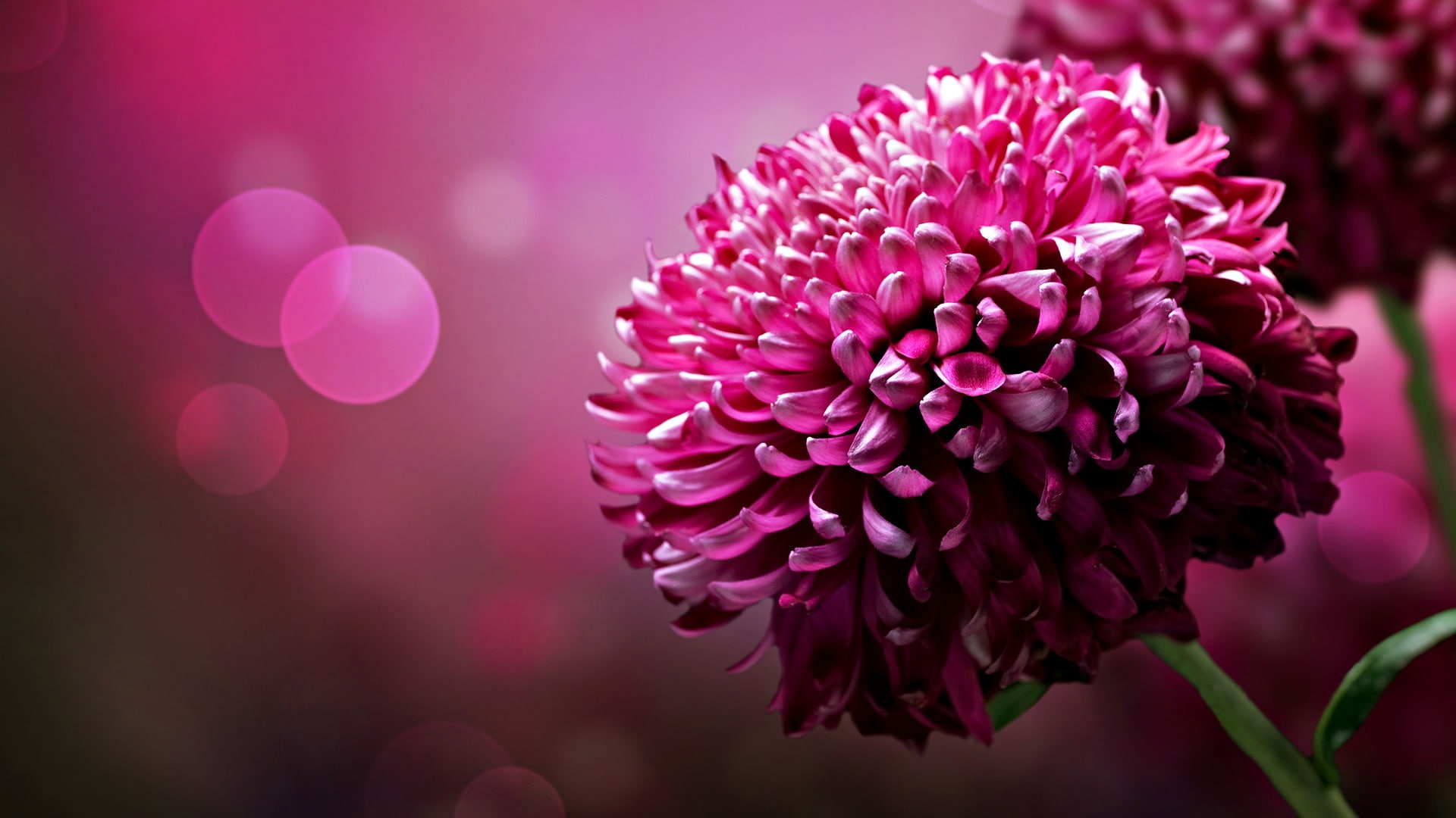 close, Flowers, Chrysanthemum, 1080P, Petals, Purple, HD Wallpaper