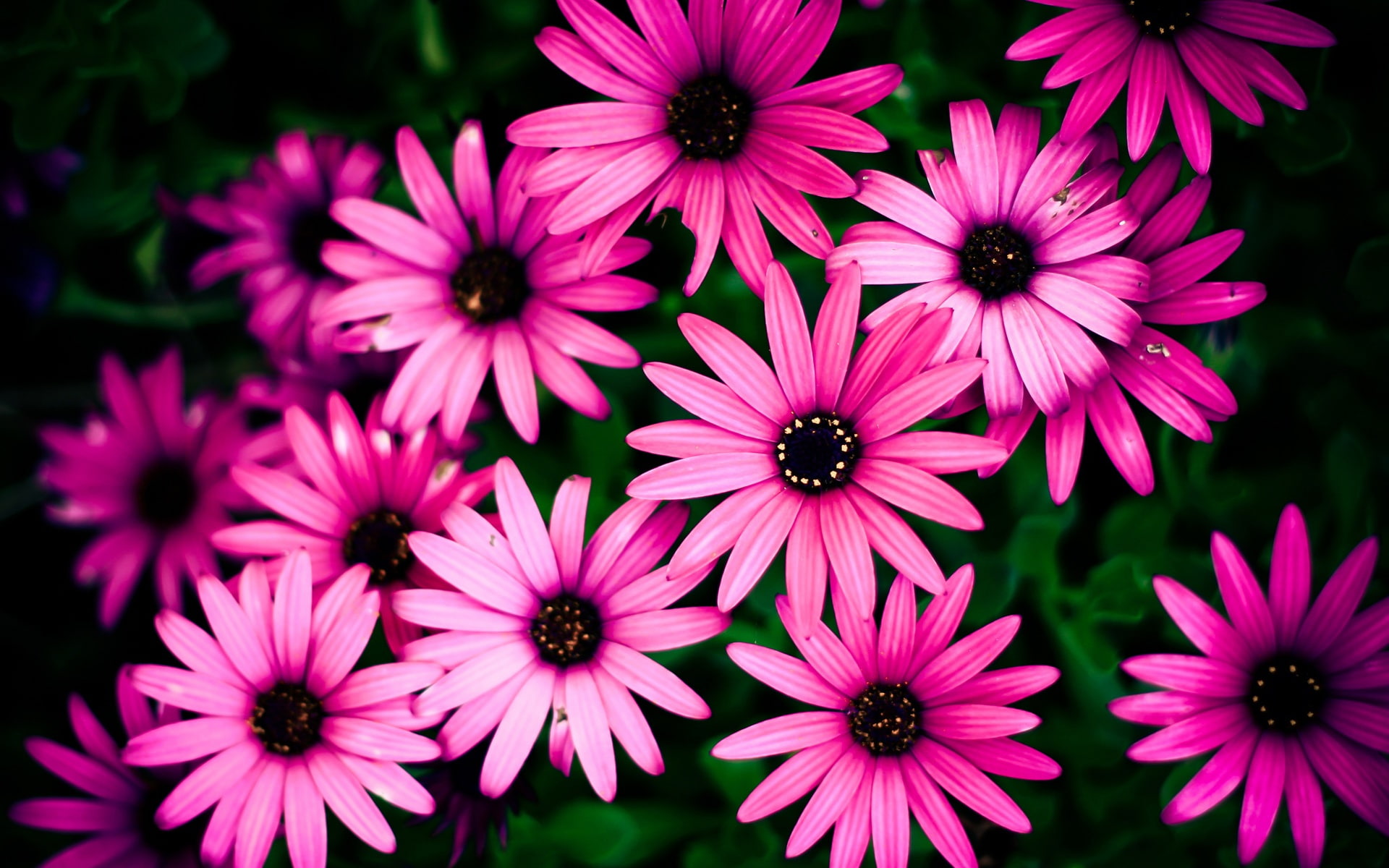 daisies, Beautiful, Chrysanthemum, 1080P, Pink, Flowers, HD Wallpaper