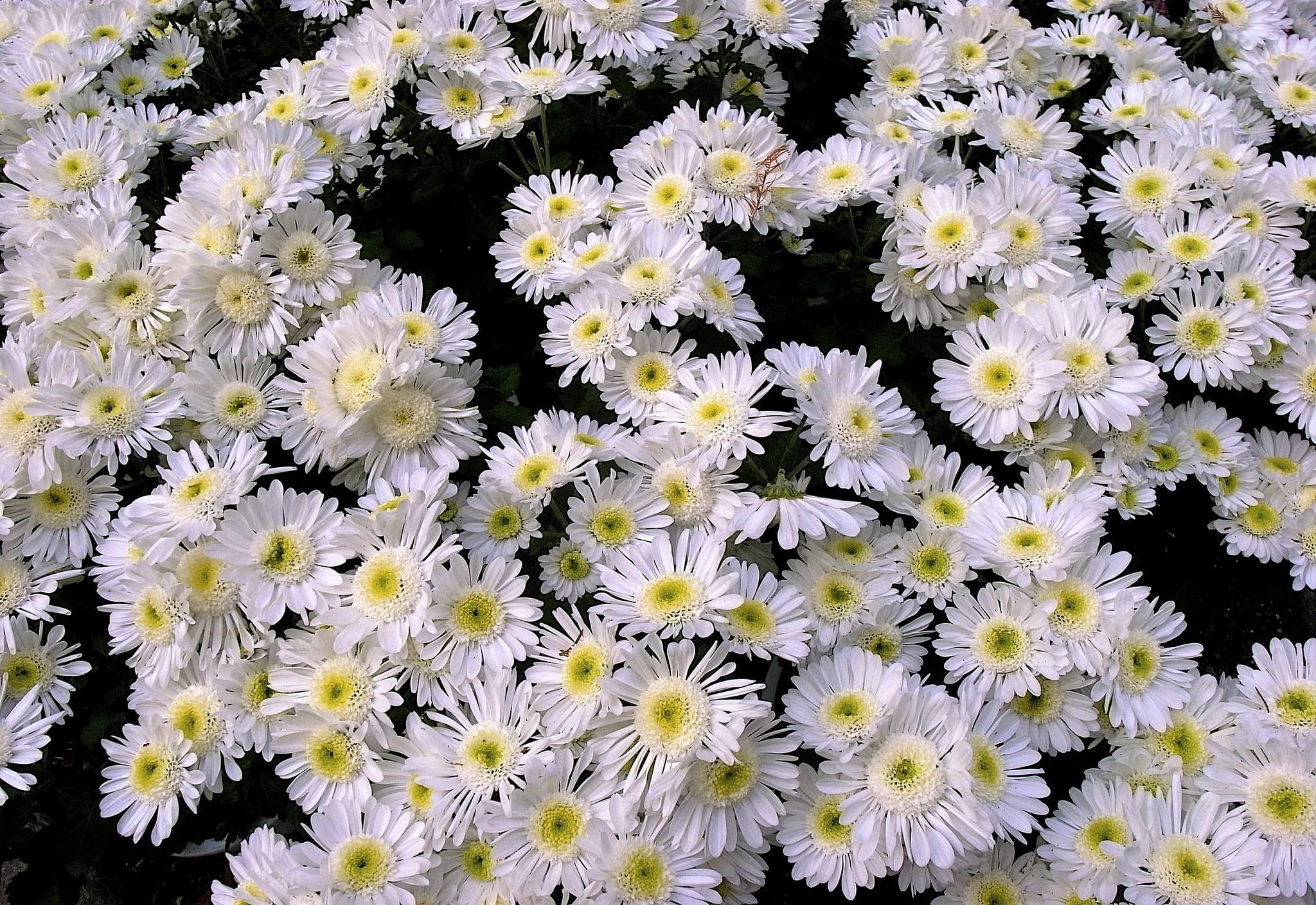 springtime, many, fragility, backgrounds, plant, petal, botany, daisy, vulnerability, chrysanthemum, nature, high angle view, macro, white, blossom, pattern, HD Wallpaper