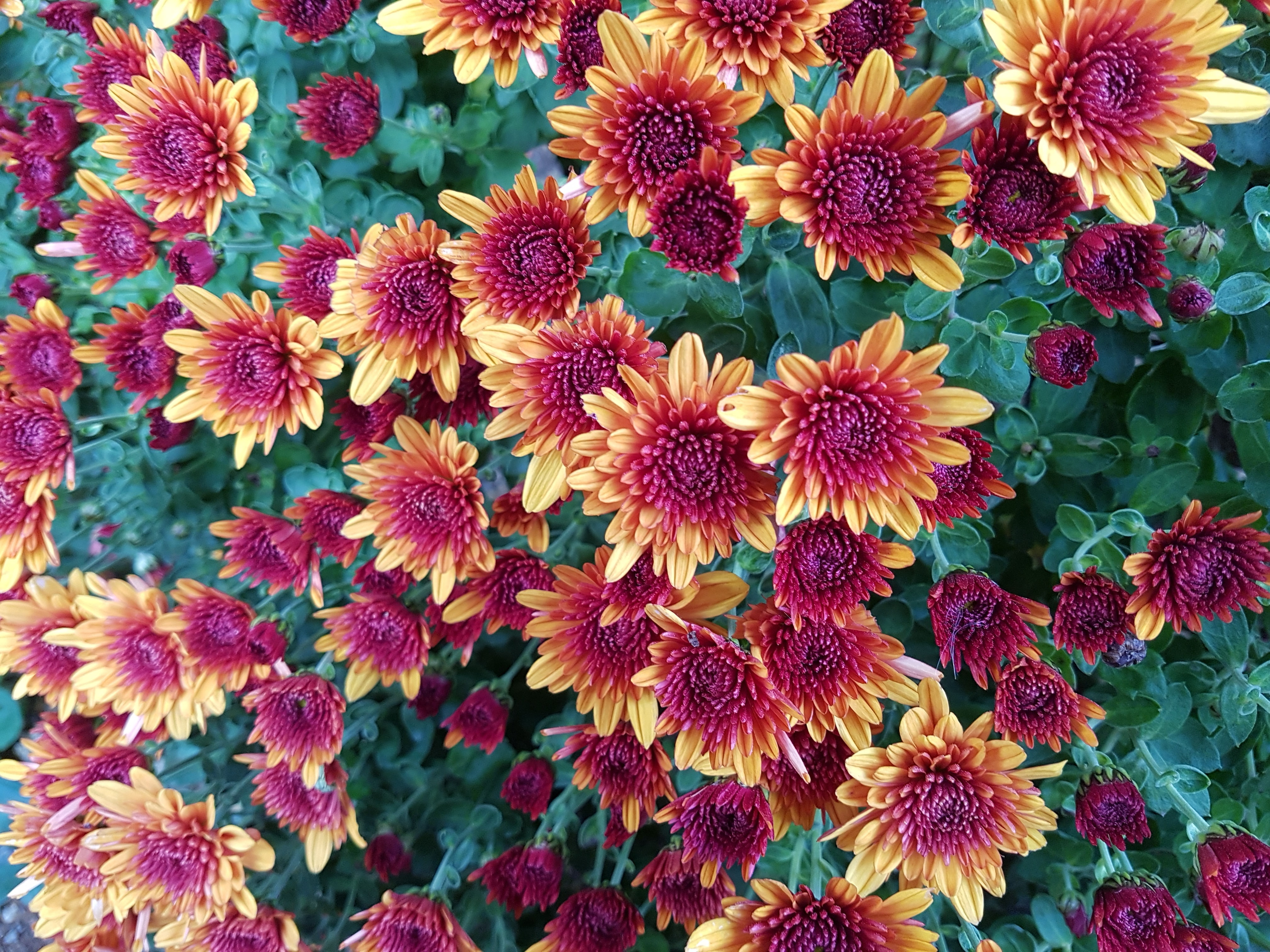 Yellow, Chrysanthemums, 4K, Pink, 4K, HD Wallpaper