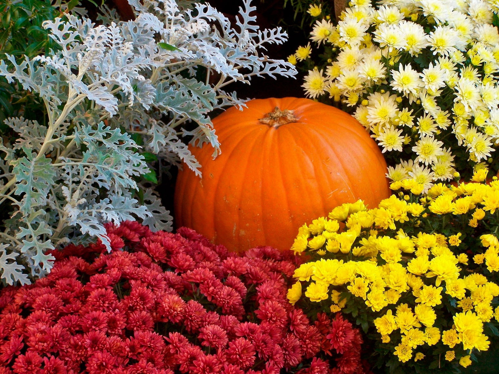 season, no People, thanksgiving, beauty in nature, gourd, october, growth, garden, plant, holiday, flower head, outdoors, celebration, 720P, flowers, leaf, HD Wallpaper