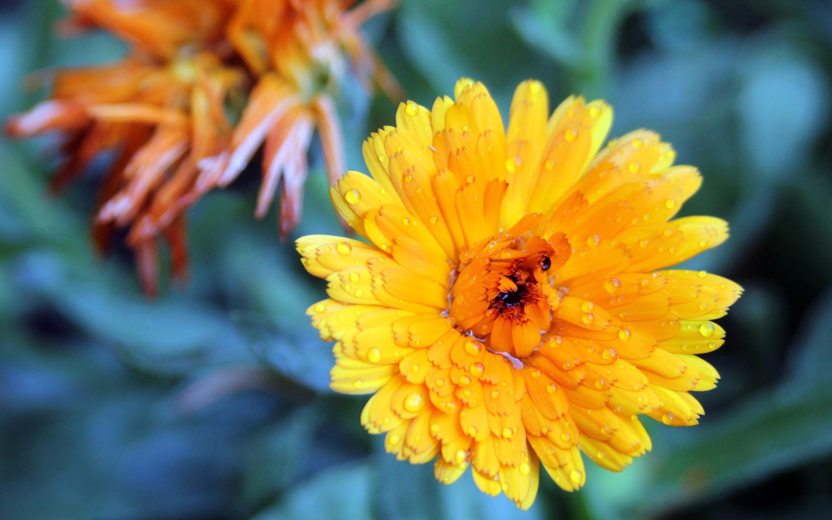720P, Yellow, Rain, Chrysanthemum, HD Wallpaper
