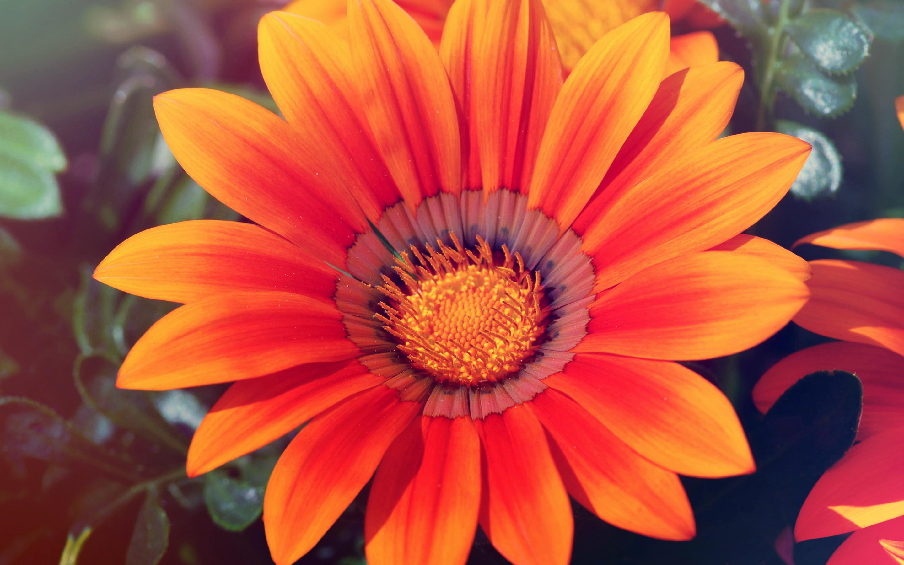 spring, chrysanthemum, yellow, orange, 2K, sunflower, HD Wallpaper
