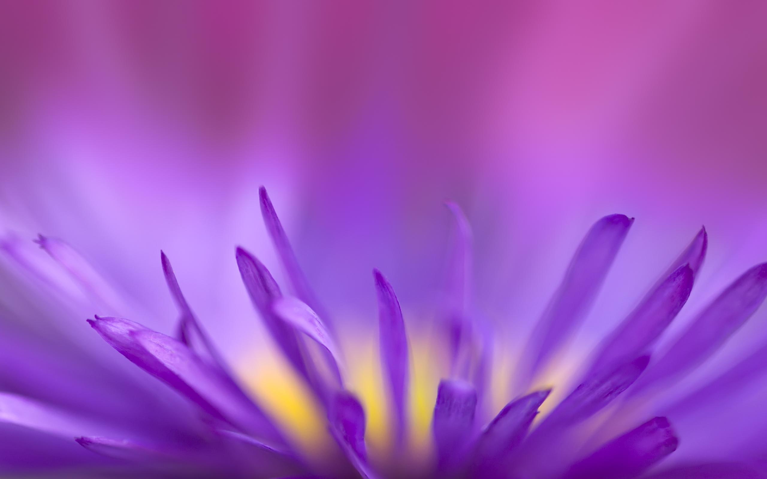 chrysanthemum, nice, 2K, 3d and abstract, nature, lilac, flowers, HD Wallpaper