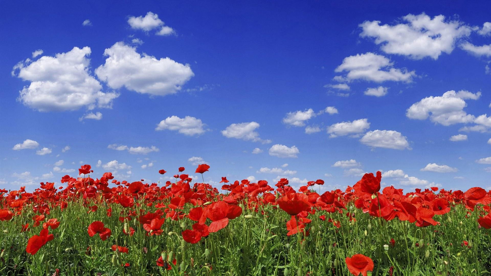 poppy, grass, flower, field, nature and landscapes, 1080P, HD Wallpaper