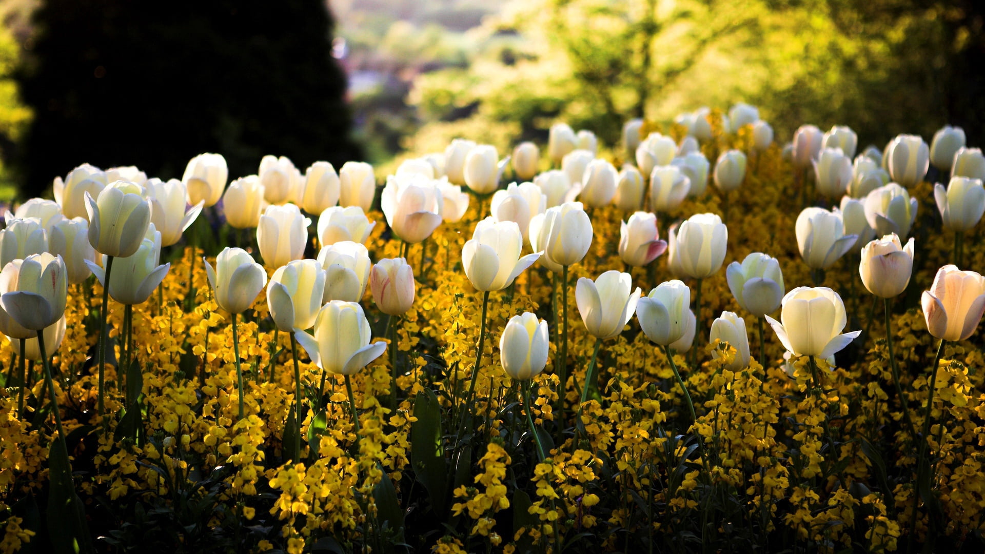 backgrounds, softness, yellow, day, flowering plant, green Color, outdoors, nature, tulip, field, multi Colored, leaf, summer, flower Head, spring, land, HD Wallpaper