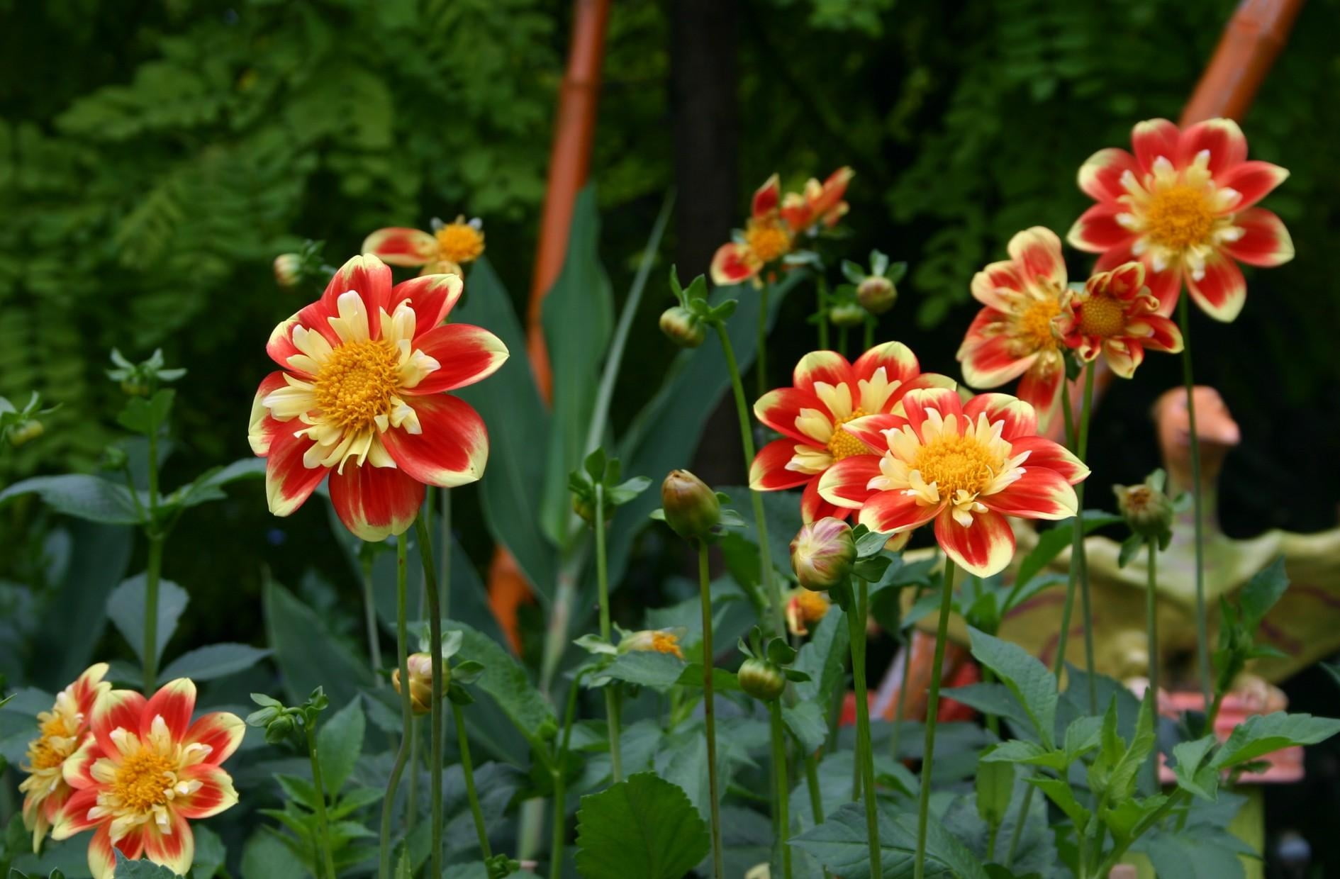 flower buds, formal Garden, dahlias, inflorescence, flowering plant, red, vibrant Color, flowers, springtime, green Color, meadow, no People, blossom, focus on foreground, HD Wallpaper