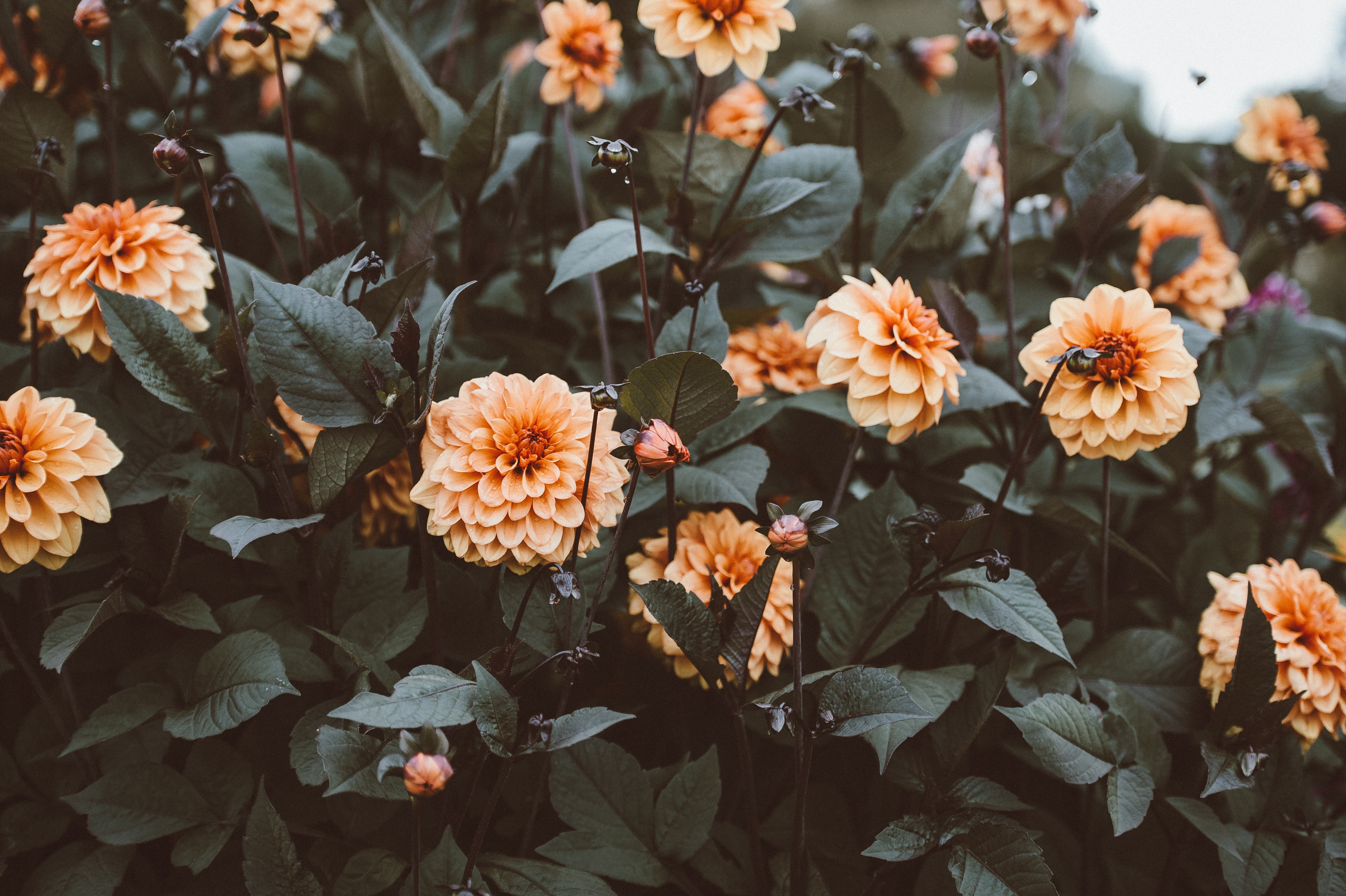 freshness, flowering plant, multi Colored, buds, season, decoration, ball, flower, inflorescence, focus on foreground, backgrounds, formal Garden, peach, HD Wallpaper