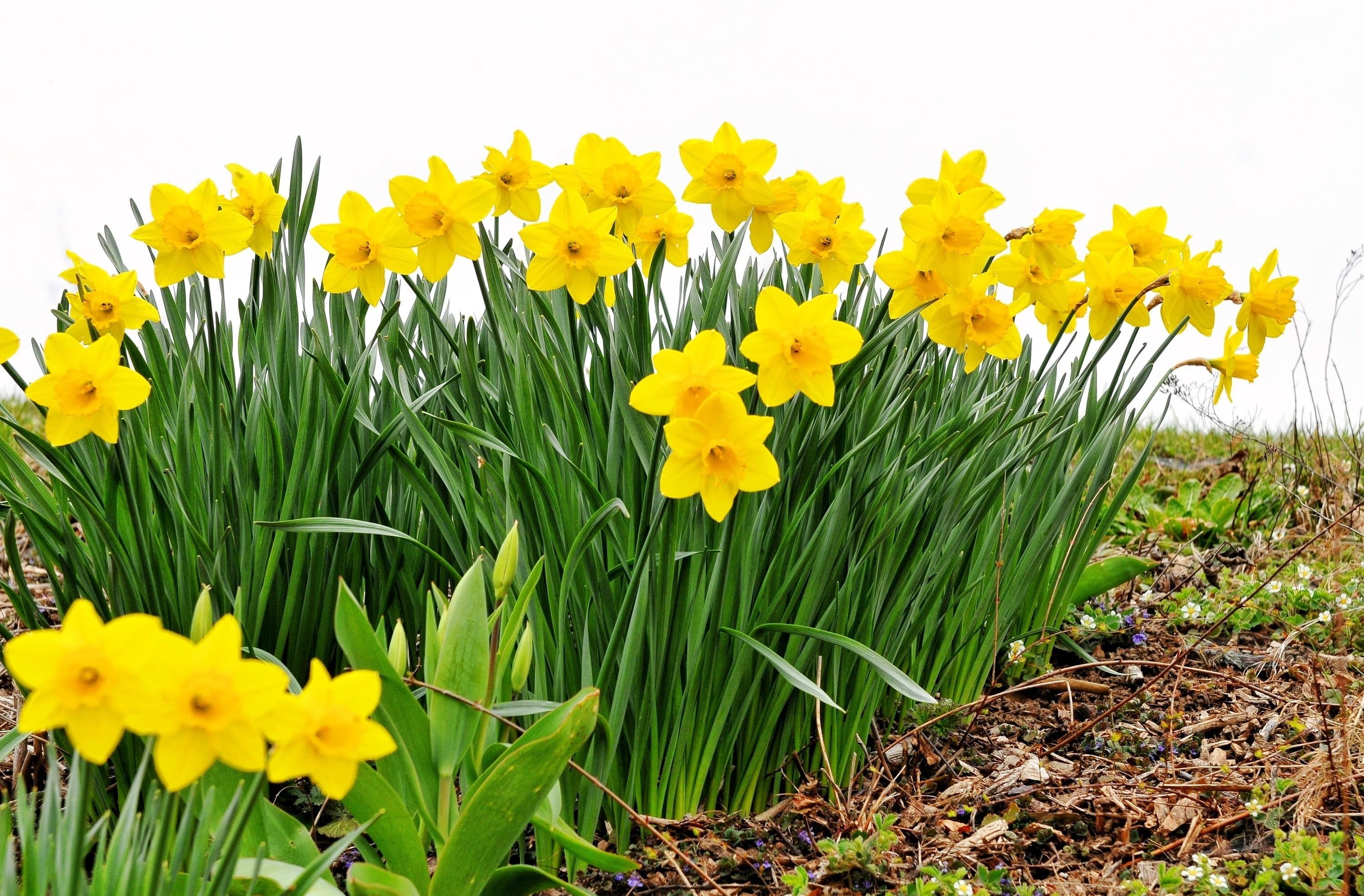 blossom, summer, grass, close-up, bouquet, vulnerability, petaled, green Color, flowerbed, springtime, ornamental garden, winter Narcissus, 2K, field, HD Wallpaper