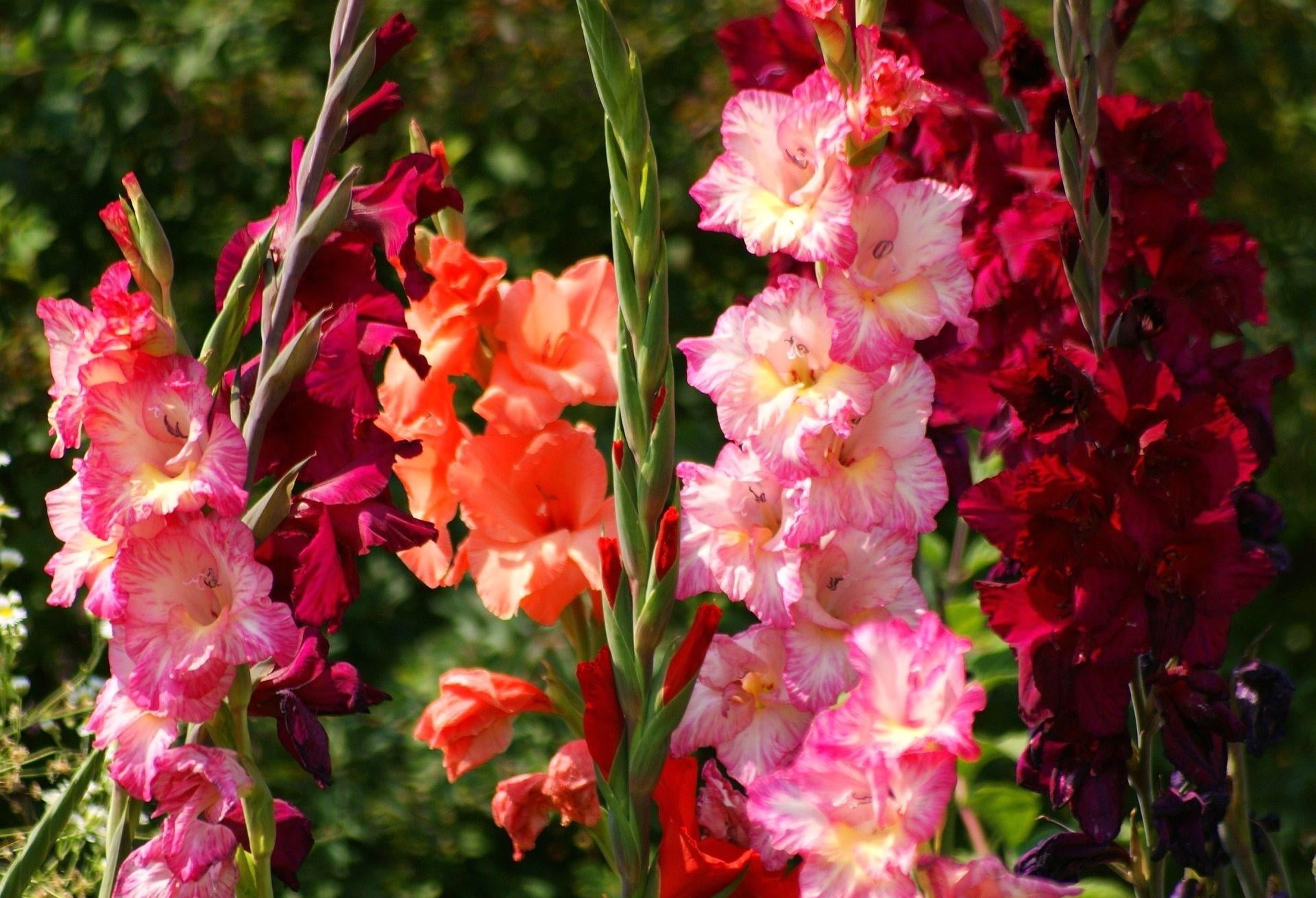 nature, close-up, no People, gladiolus, freshness, flower Head, petaled, flowers, flowerbed, green Color, day, bright, blossom, botany, multi Colored, formal Garden, HD Wallpaper