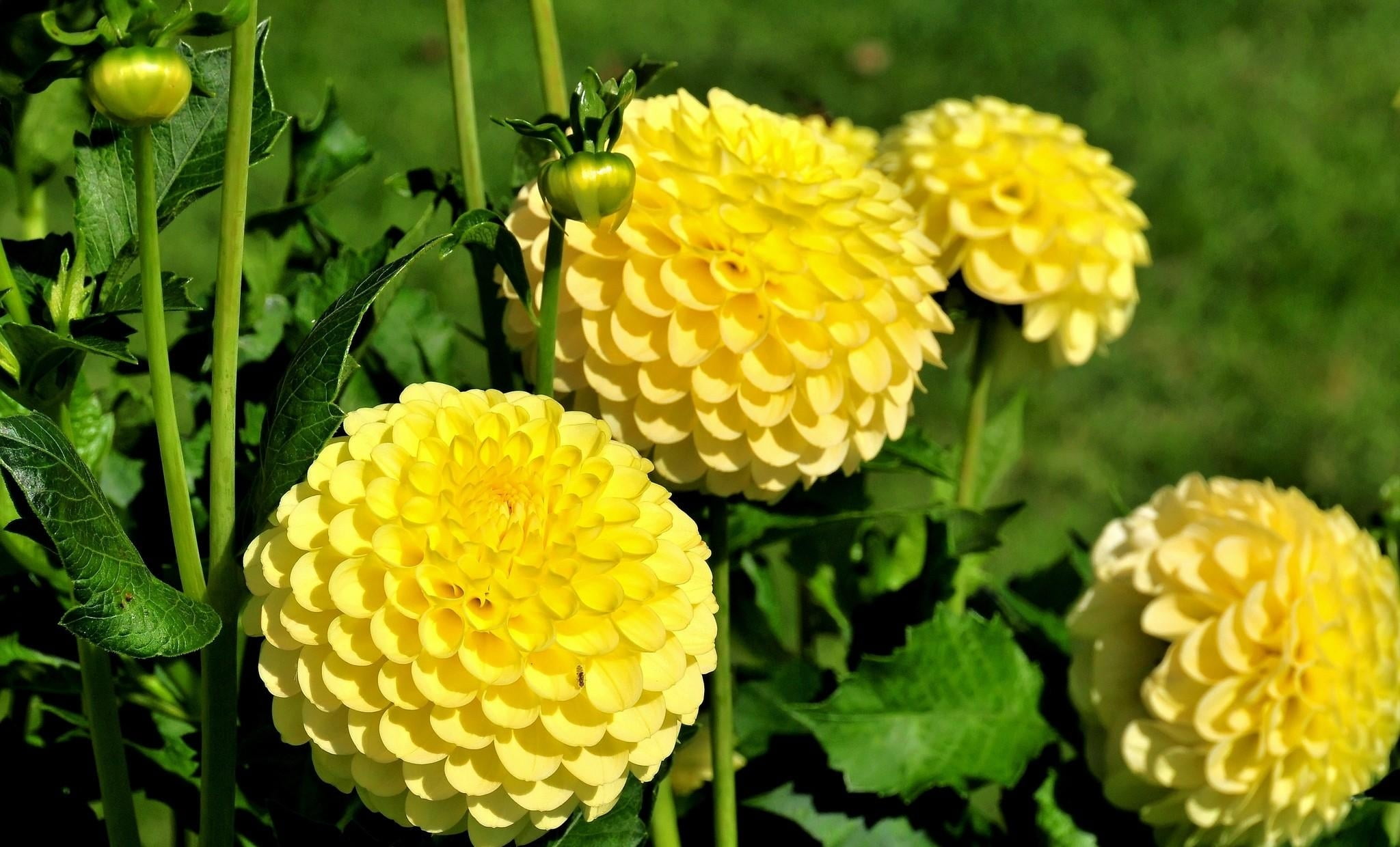 season, no People, flowers, plant, green Color, macro, vibrant Color, yellow, flower, multi Colored, nature, springtime, growth, fragility, dahlia, petal, HD Wallpaper