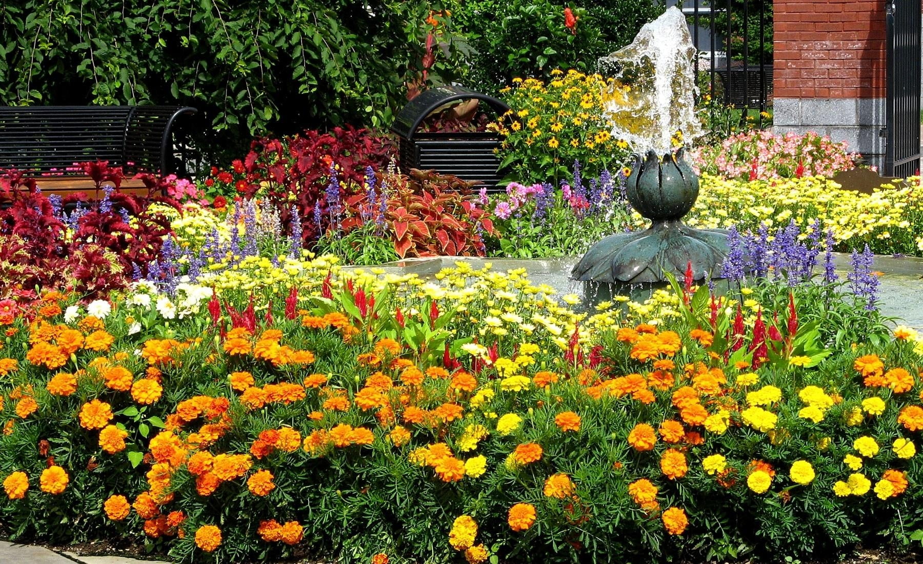 blossom, day, beauty In Nature, growth, freshness, flowerbed, velvet, yellow, no People, fountain, front or Back Yard, flower, green Color, flower Head, HD Wallpaper
