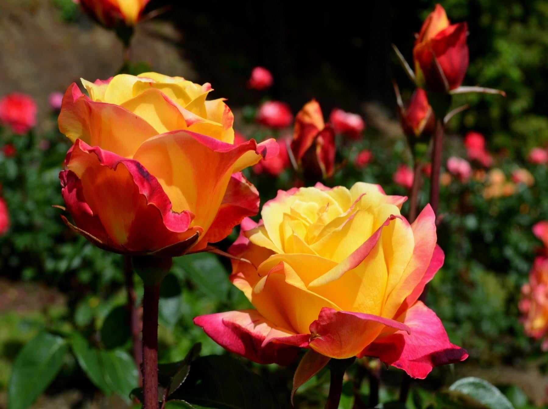 flowering plant, plant stem, pink, close-up, tulip, fragility, flowers, day, vibrant Color, flower, bouquet, vulnerability, yellow, rose, outdoors, green Color, HD Wallpaper