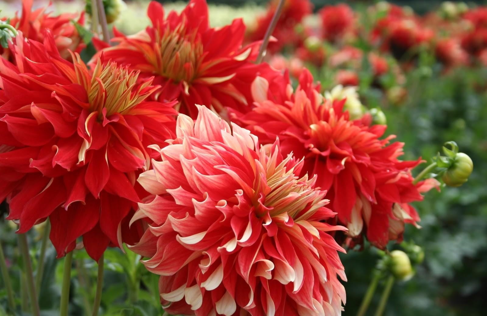 red, macro, day, plant, springtime, flower Head, botany, freshness, flowerbed, focus on foreground, flower, blossom, pink, outdoors, no people, beauty In Nature, HD Wallpaper