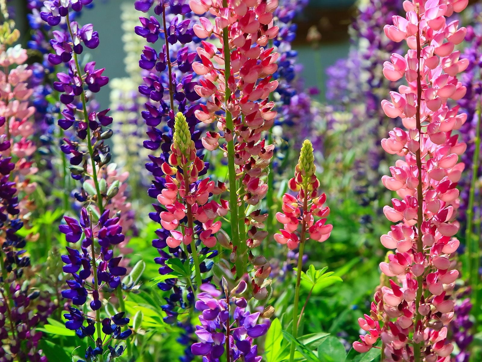 bright, botany, flowerbed, freshness, green Color, petaled, no People, beauty In Nature, multi Colored, close-up, 720P, plant, flower, animal, purple, HD Wallpaper