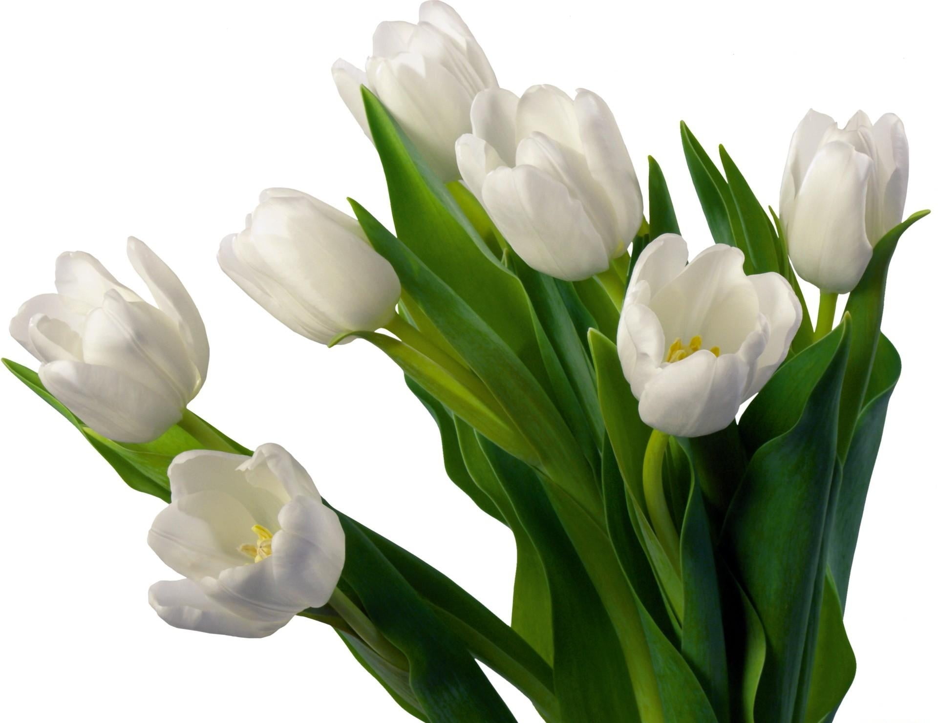 vulnerability, gift, blossom, white color, studio shot, flowerbed, tulips, bunch of flowers, isolated On White, backgrounds, yellow, white, fragility, isolated, HD Wallpaper