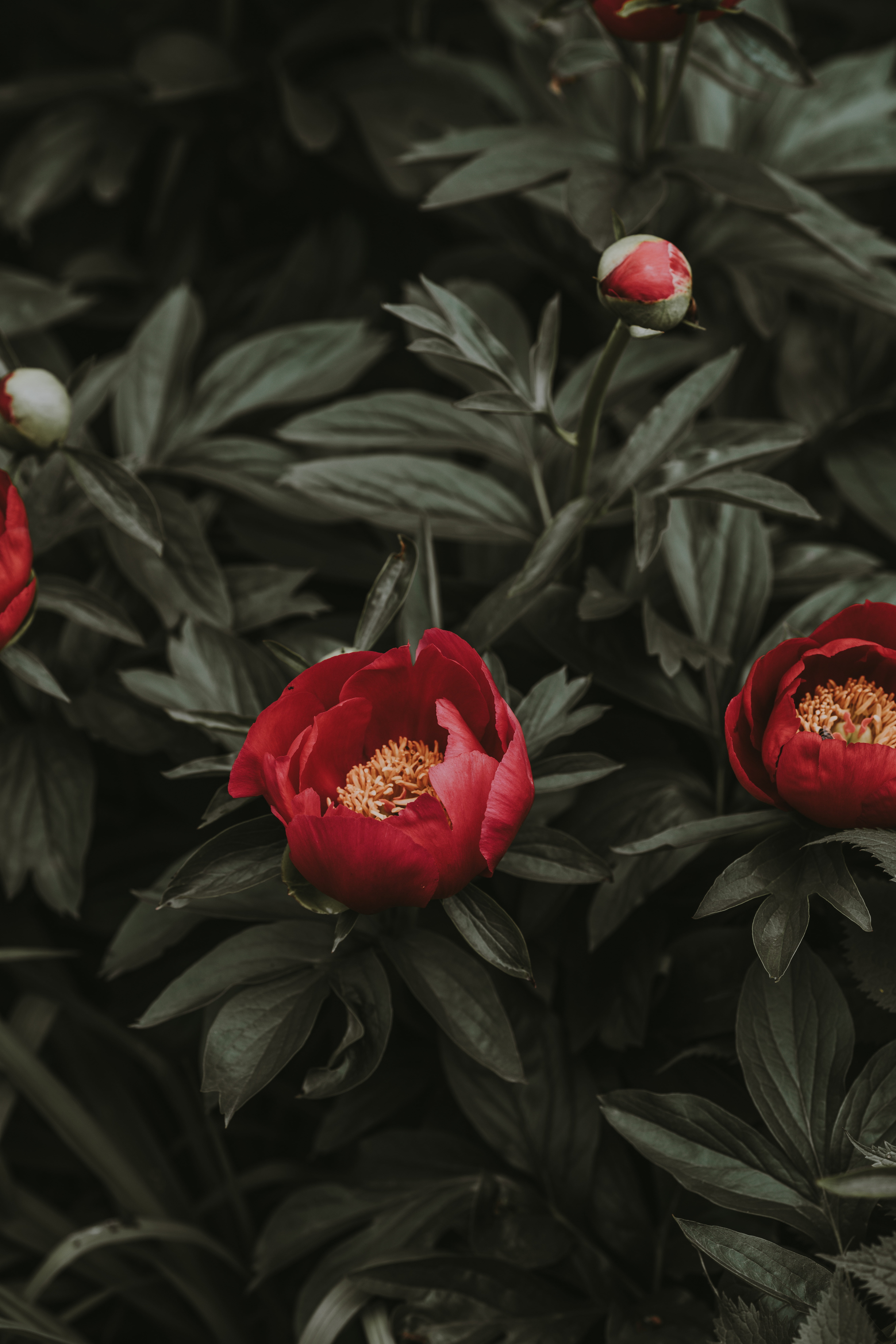flower head, vulnerability, nature, inflorescence, petal, plant, flowerbed, freshness, plant part, 8K, close-up, outdoors, flowering plant, beauty in nature, Phone HD Wallpaper