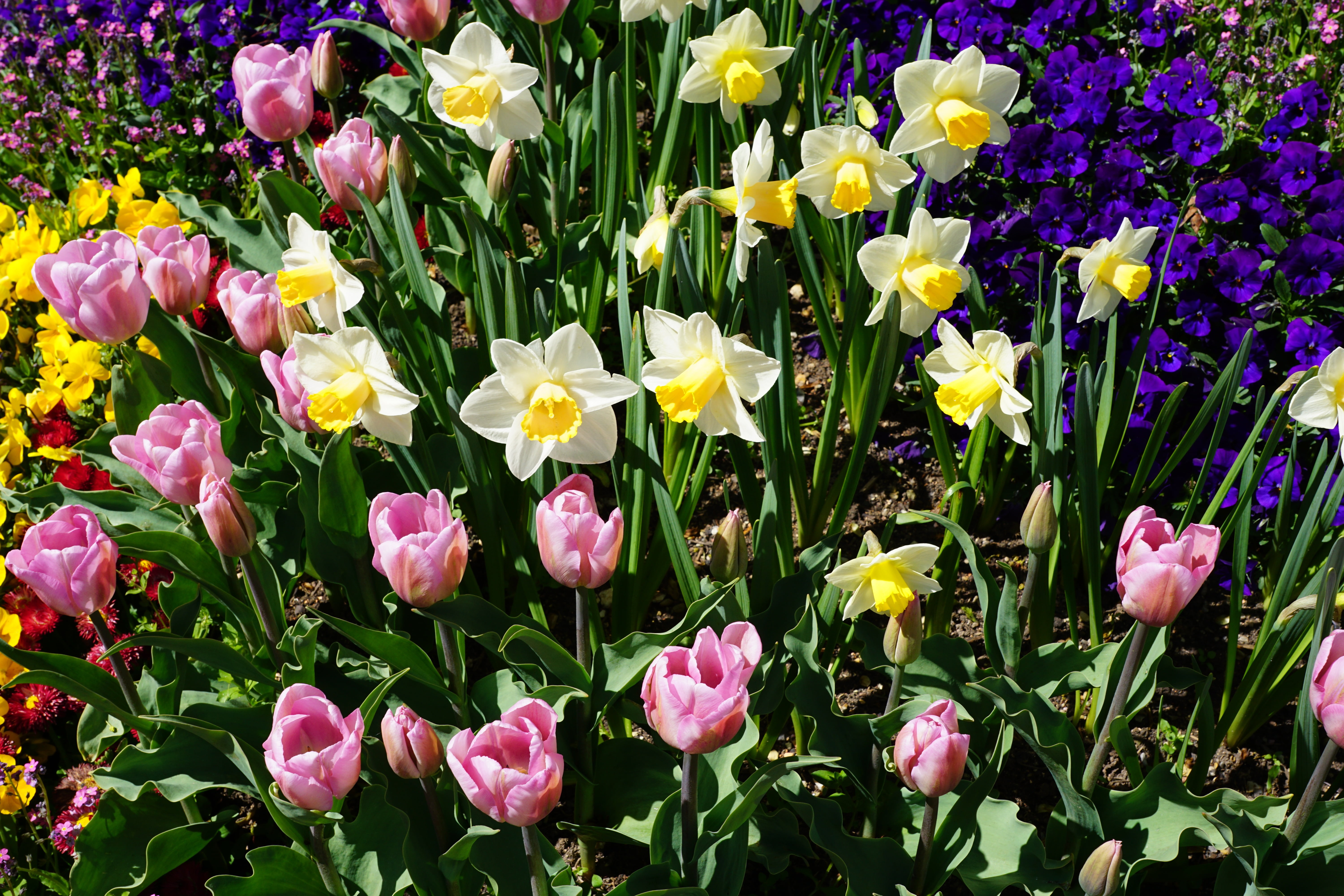 field, bright, outdoors, purple, vibrant Color, close-up, yellow, flowers, plant, no People, grass, decoration, netherlands, flowerbed, leaf, pink Color, HD Wallpaper