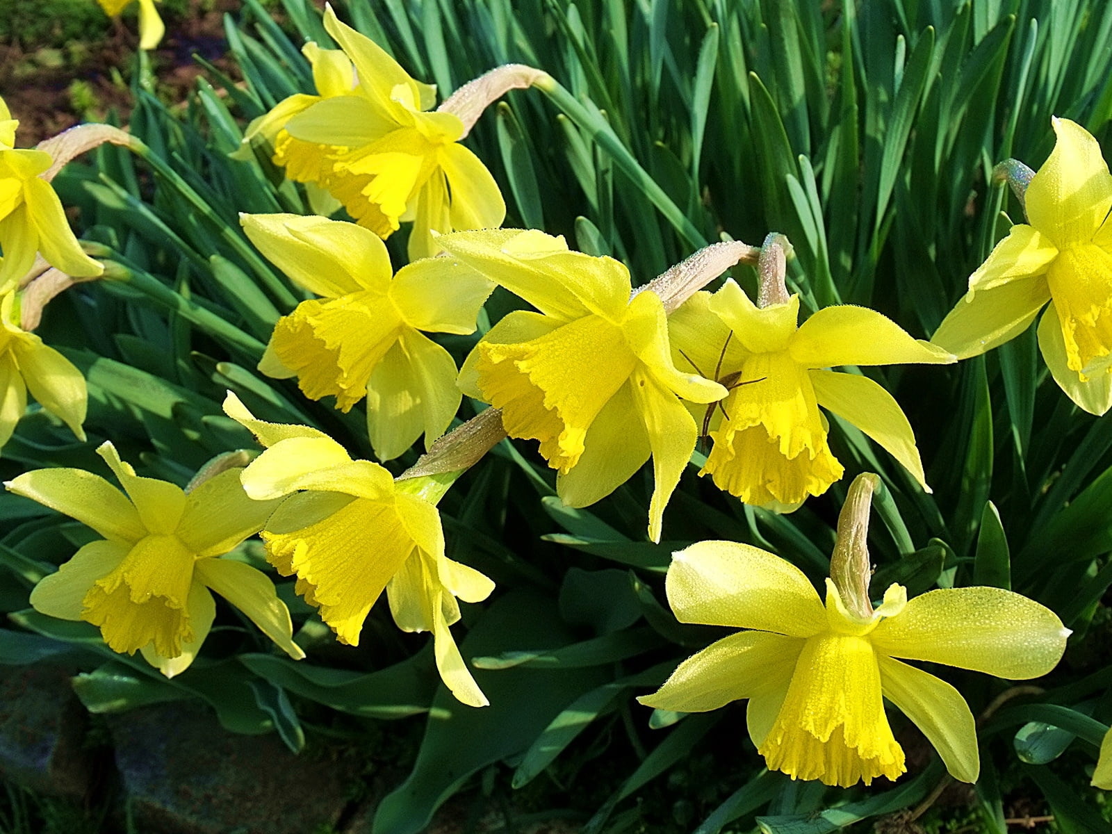 flowers, summer, no people, orchid, iris - plant, inflorescence, season, vulnerability, daffodils, freshness, flowerbed, botany, fragility, yellow, green Color, HD Wallpaper