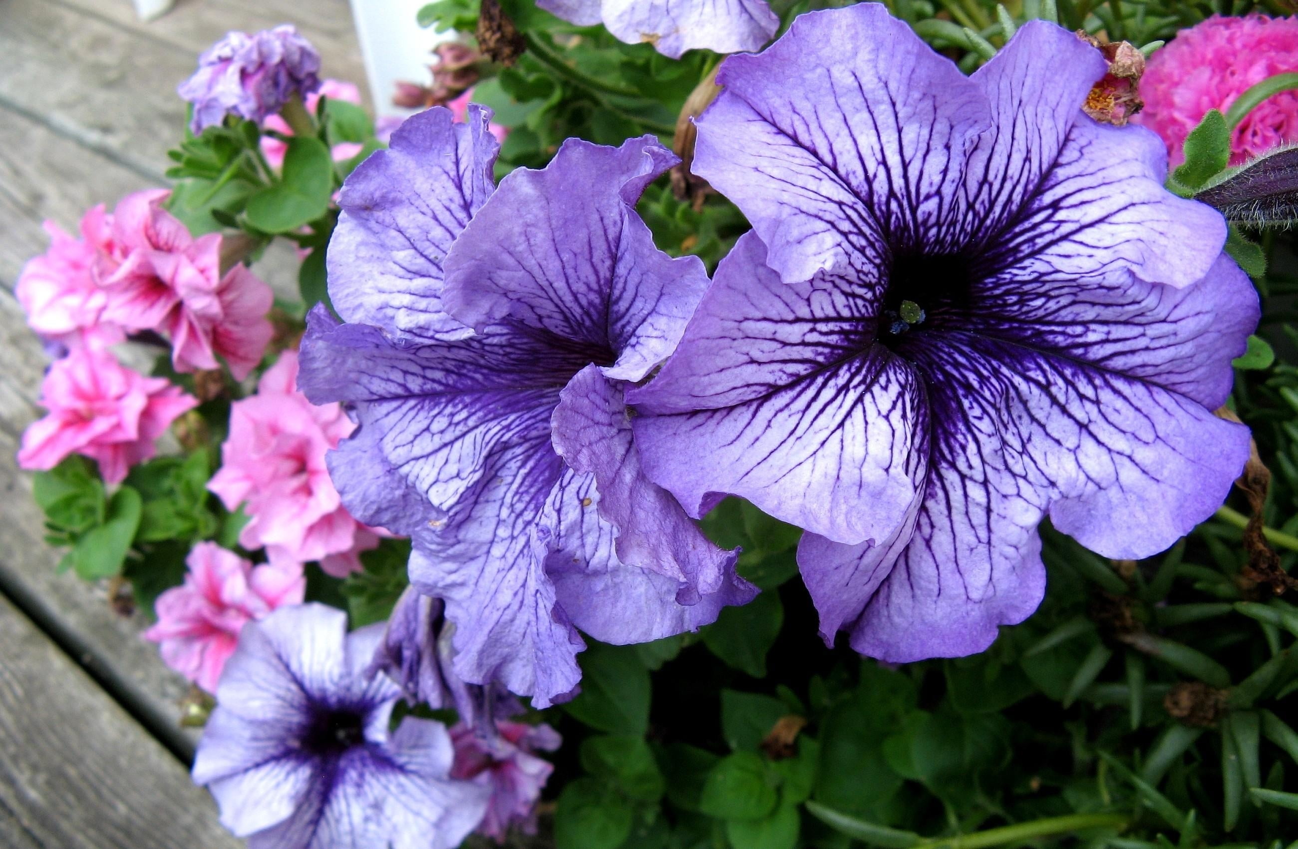 leaf, bright, bush, plant, beauty In Nature, petunias, summer, flower Head, focus on foreground, flower, season, formal Garden, decoration, inflorescence, HD Wallpaper