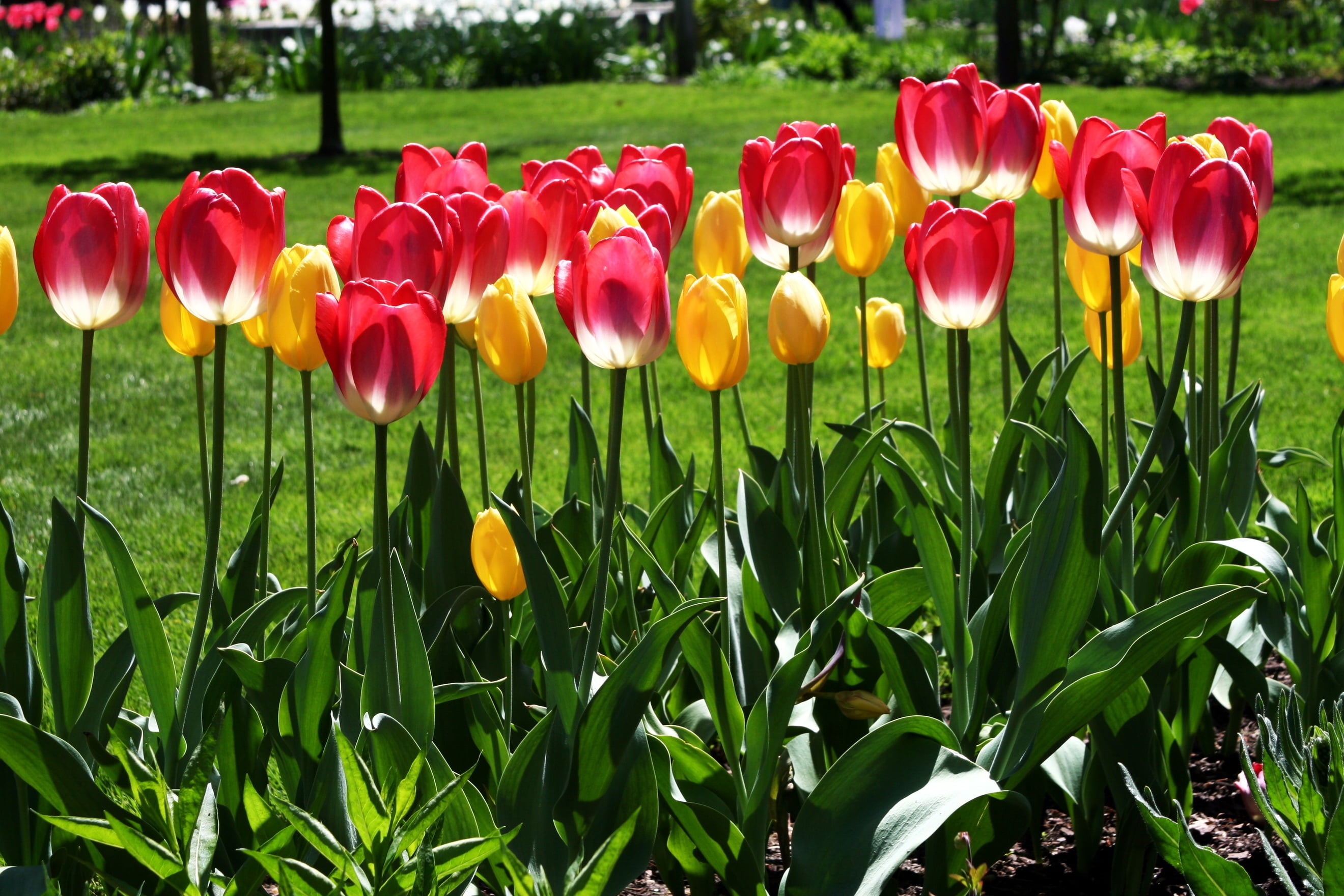 freshness, tulip, yellow, day, beauty In Nature, outdoors, growth, backgrounds, flower, flowerbed, field, season, summer, plant, flower Head, vibrant Color, HD Wallpaper