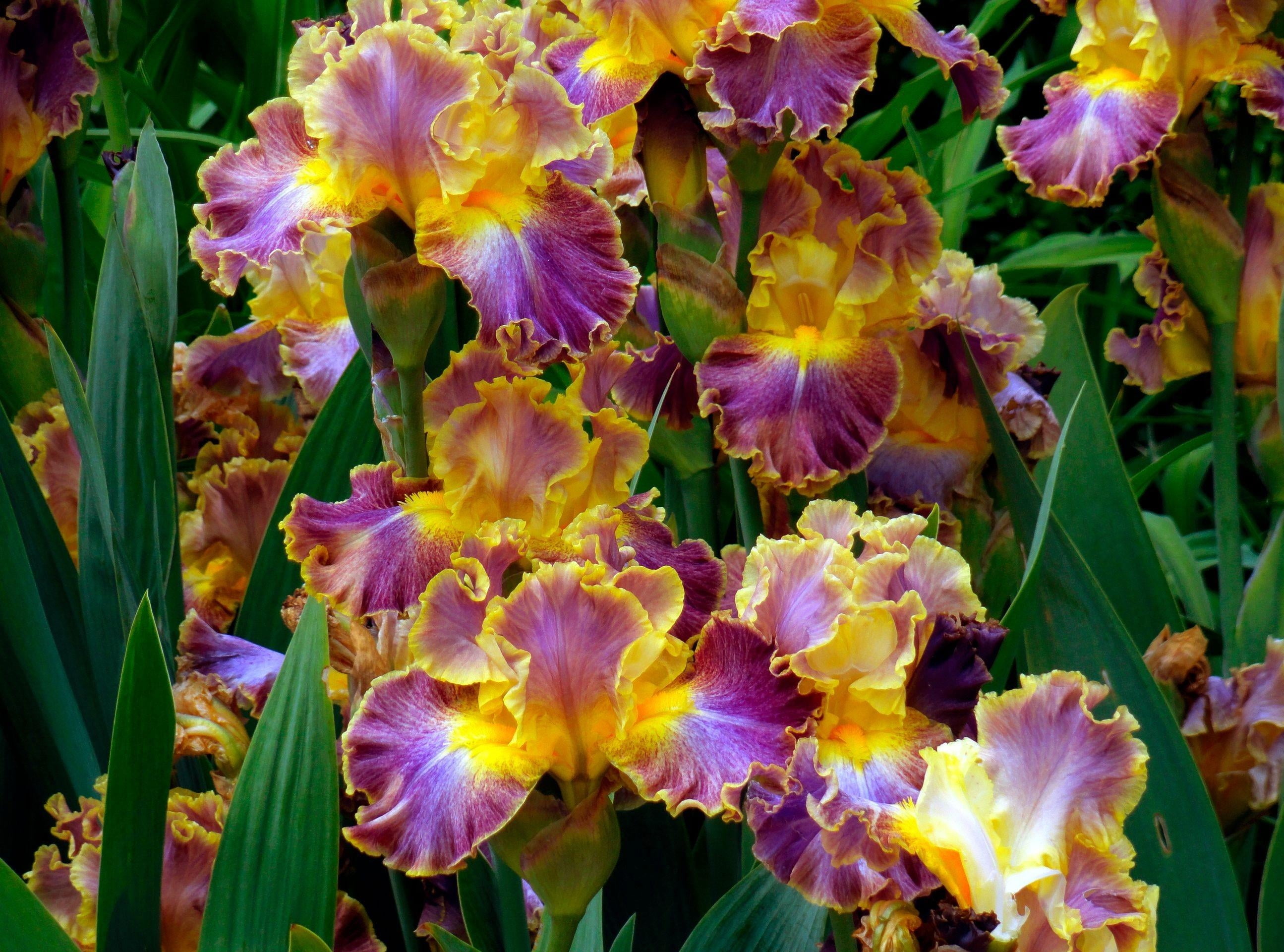 pollen, plant part, herbs, inflorescence, blossom, vibrant Color, backgrounds, flowers, flowerbed, iris - plant, leaf, iris, flowering plant, plant, growth, HD Wallpaper