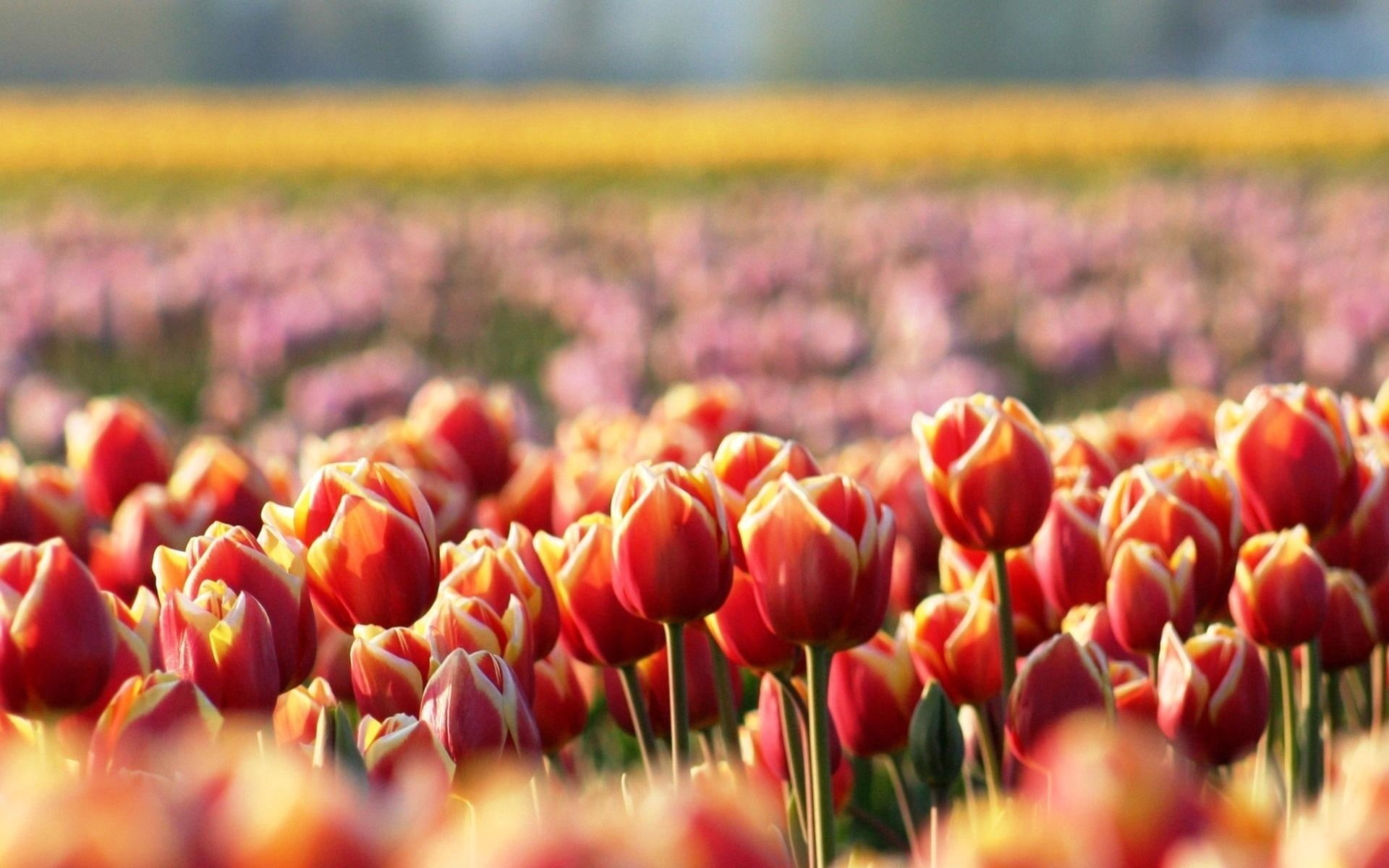 fragility, field, flowers, colors, purple, tulips, backgrounds, freshness, flowering plant, selective focus, close-up, yellow, stem, vibrant Color, non-Urban Scene, HD Wallpaper