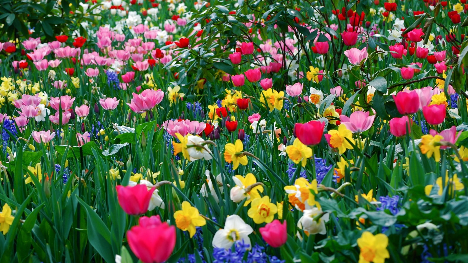 yellow, pink Color, different, flower Head, garden, vulnerability, blossom, green Color, day, vibrant Color, blue, bright, rural Scene, sunlight, outdoors, HD Wallpaper