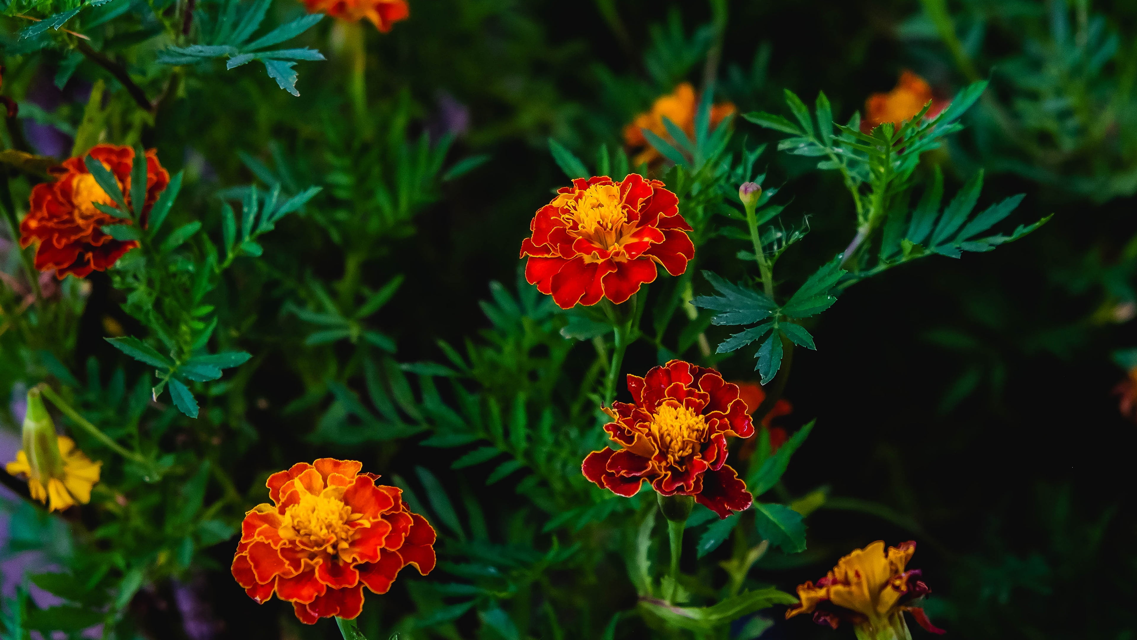 flowerbed, garden, marigolds, flowers, red, the dark background, bright, 4K, leaves, Bush, HD Wallpaper