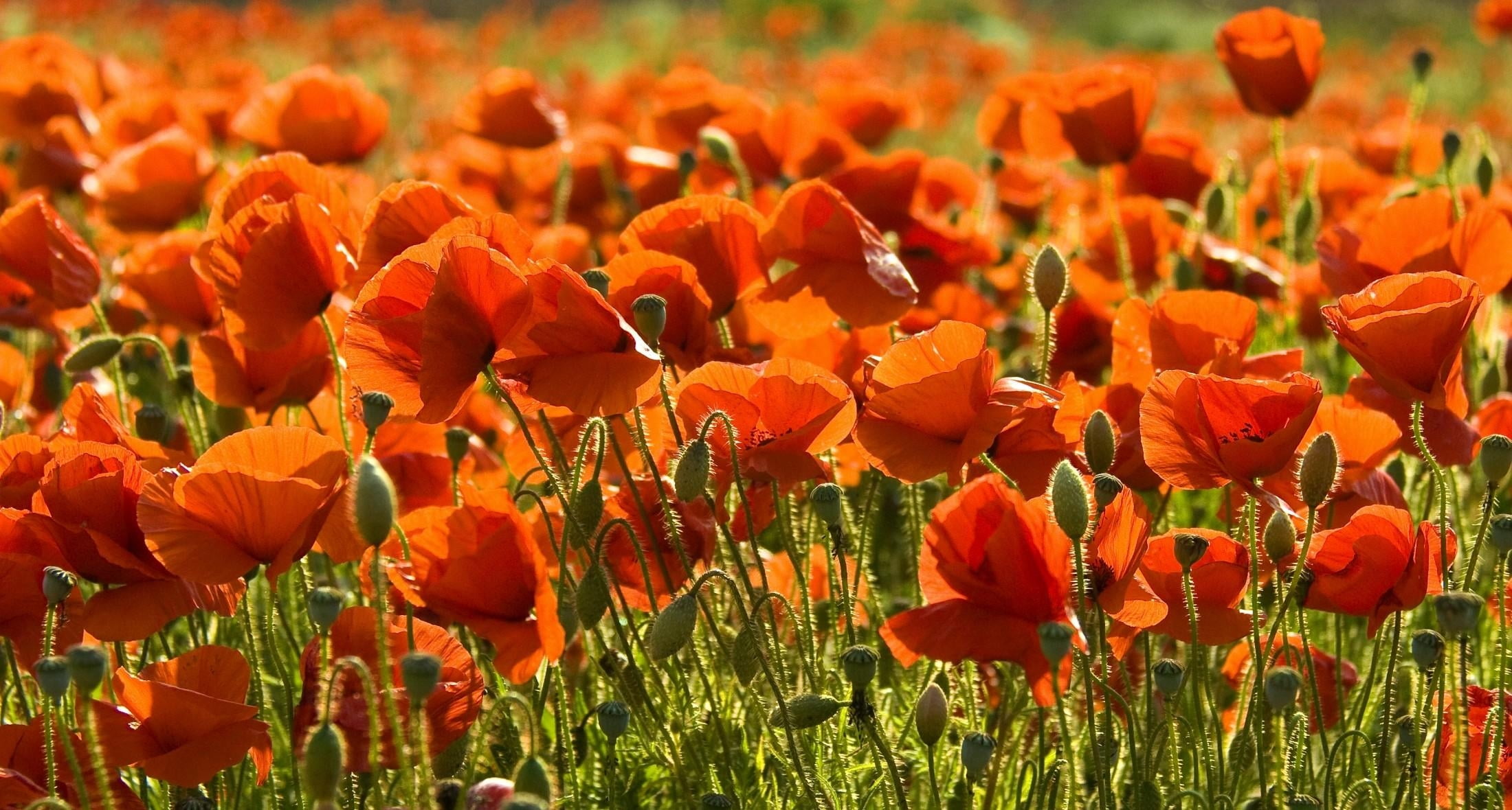 farm, outdoors, sunlight, land, scenics, flowering plant, petal, no People, colors, field, beauty In Nature, day, sun, color Image, red, green Color, poppies, HD Wallpaper