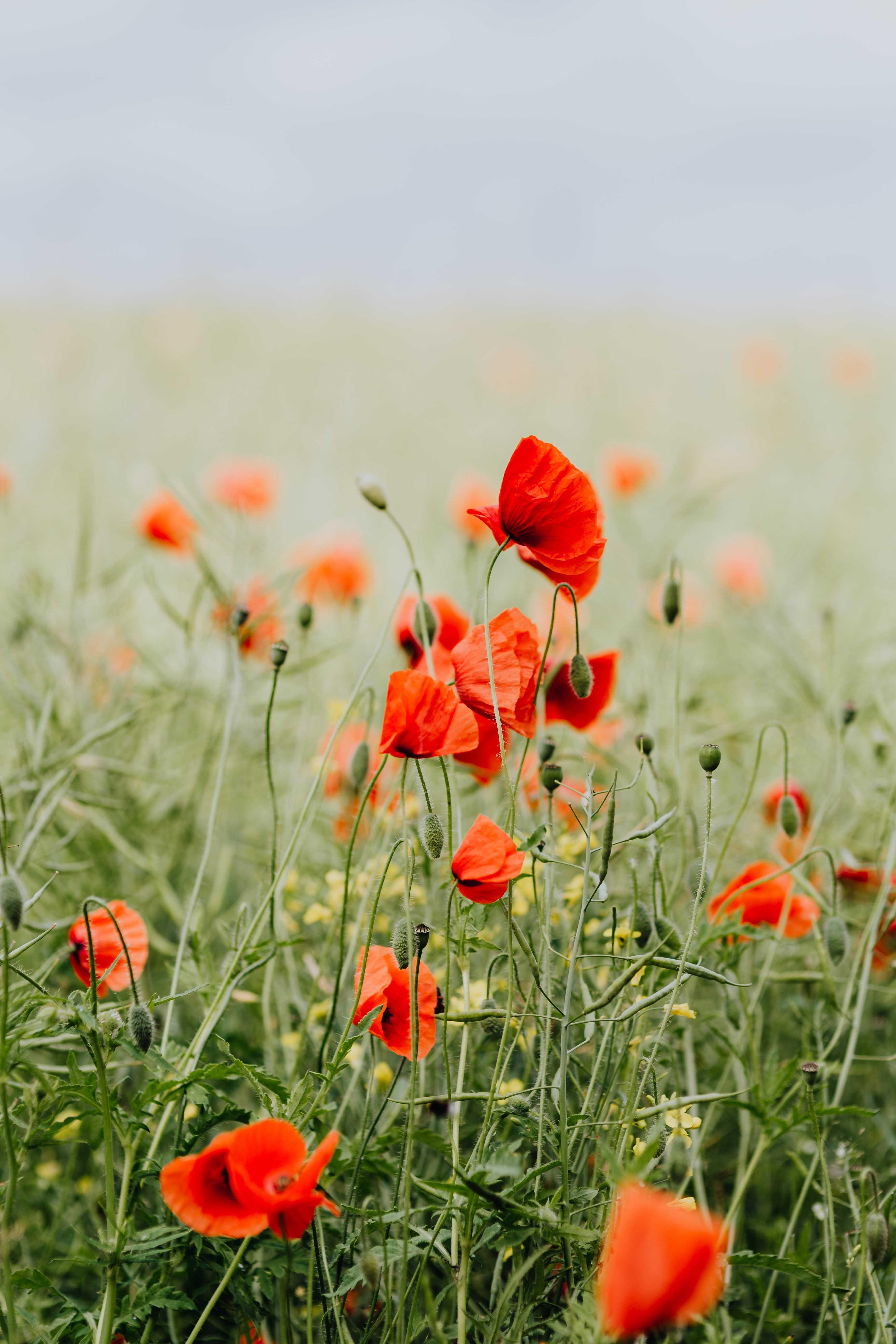vulnerability, no people, outdoors, petal, poppy, nature, flowering plant, wild flowers, field, flowers, fragility, poppies, inflorescence, orange, freshness, Phone HD Wallpaper