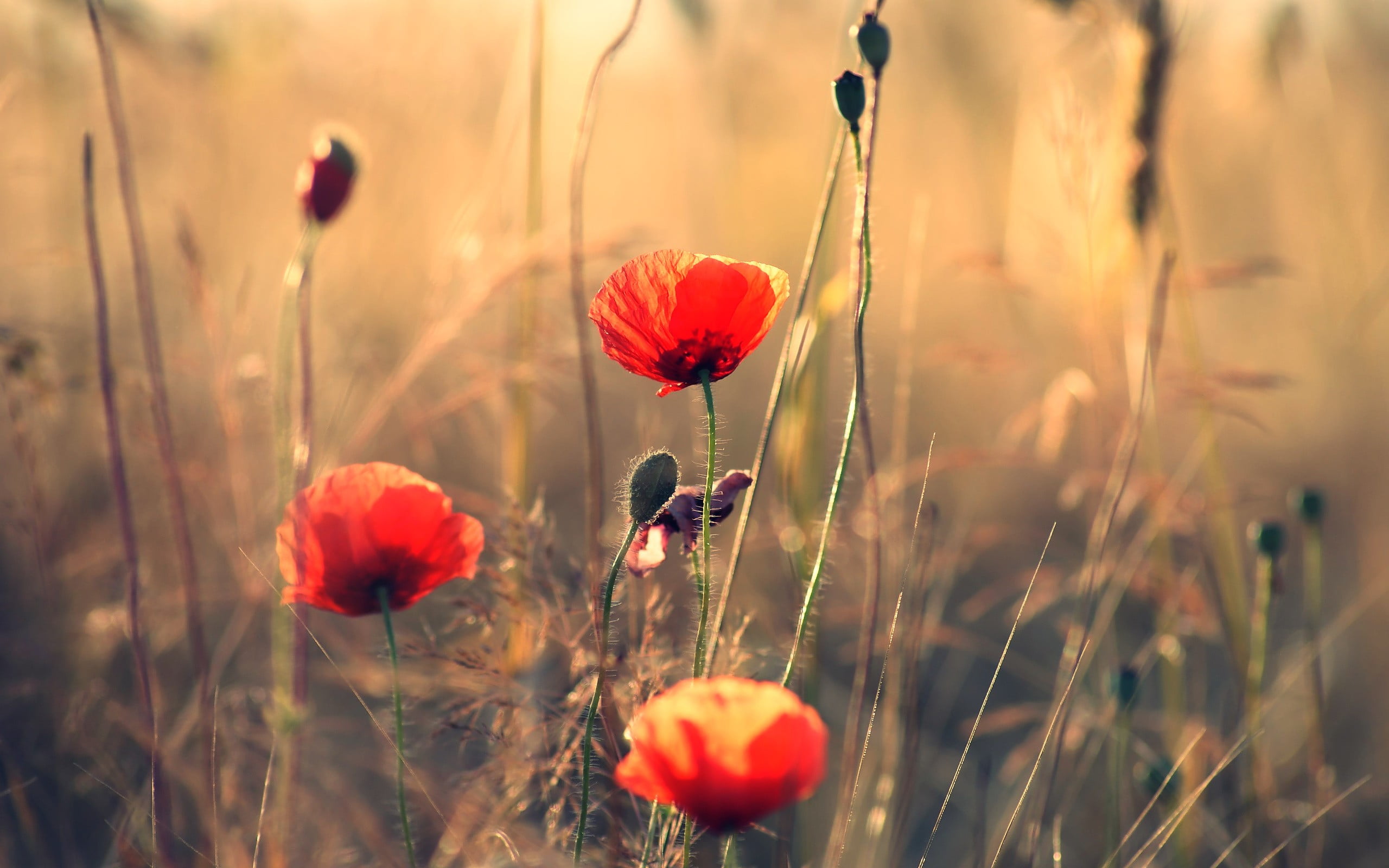 freshness, selective focus, red, land, petal, poppies, beauty in nature, plant, flower, 2K, inflorescence, growth, field, petaled, no people, flowering plant, HD Wallpaper