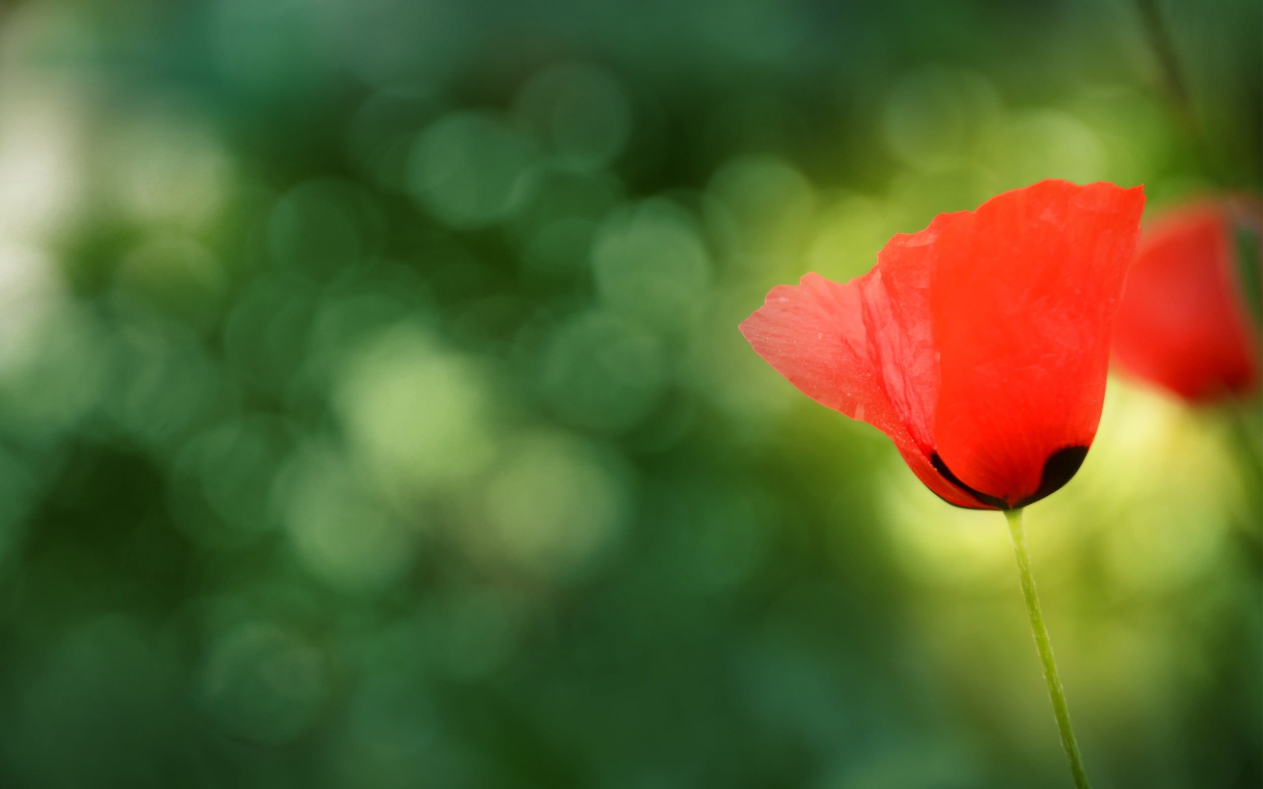 petal, no people, red flowers, plants, flower head, flowering plant, freshness, nature, growth, close-up, poppy, beauty in nature, vulnerability, flower, HD Wallpaper