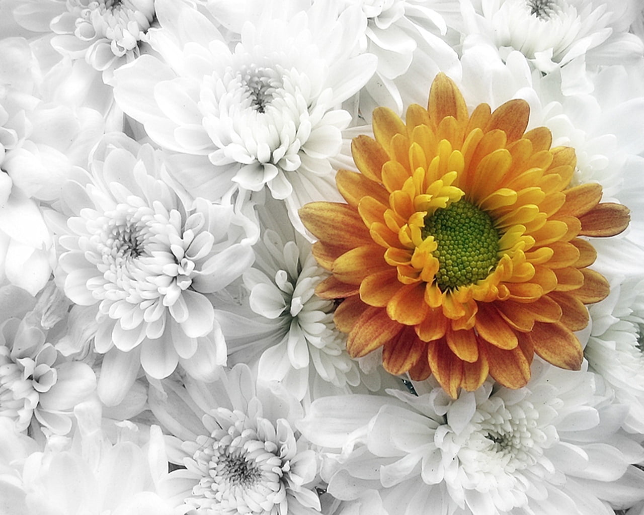 buds, flowering plant, abstract, beauty In Nature, freshness, flower, white, dahlia, 720P, daisy, flower Head, leaf, no people, decoration, gerbera Daisy, HD Wallpaper