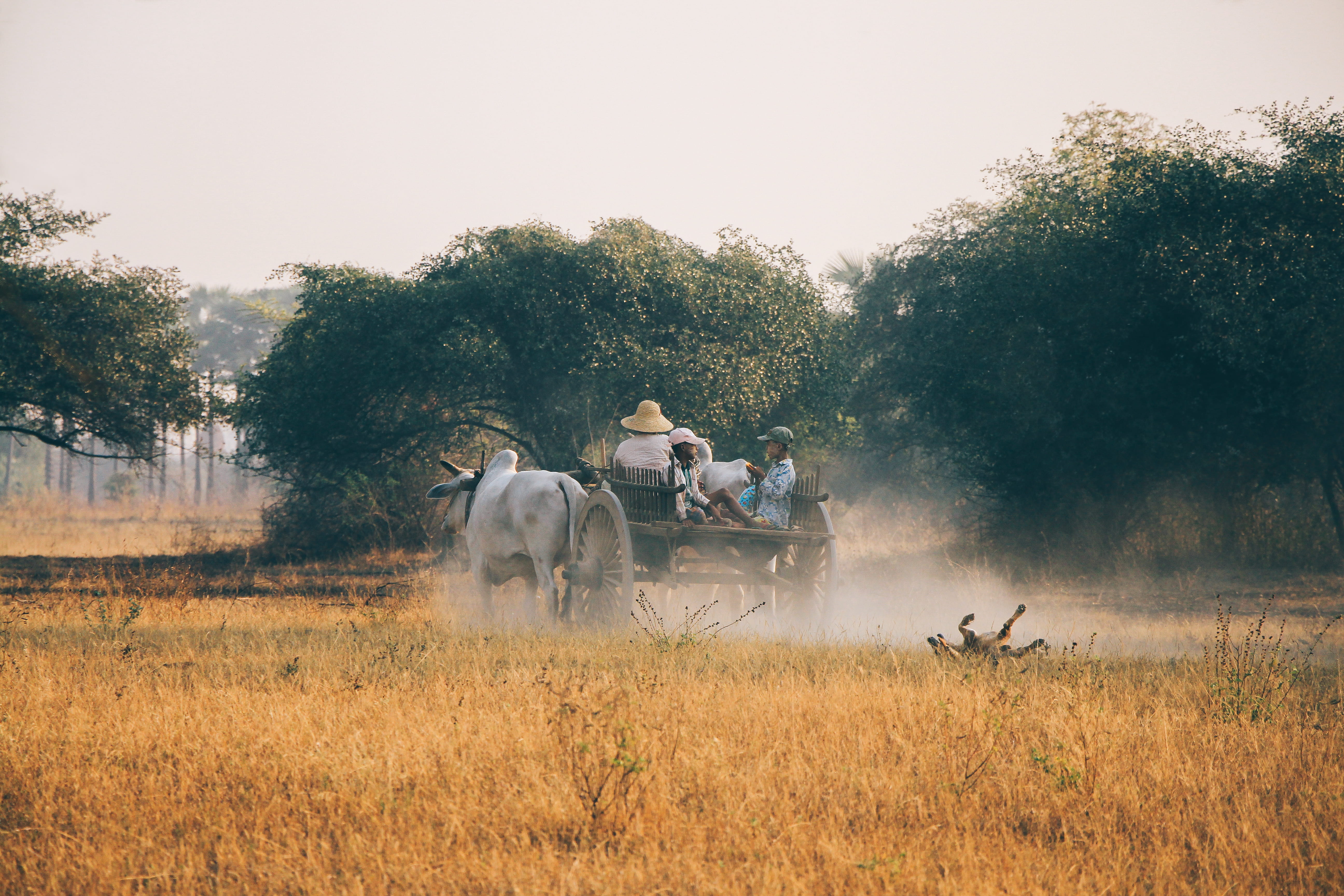mammal, agricultural Machinery, 5K, men, straw, farmer, pets, farm, people, pulled, occupation, domestic, agriculture, livestock, moving, animal wildlife, HD Wallpaper